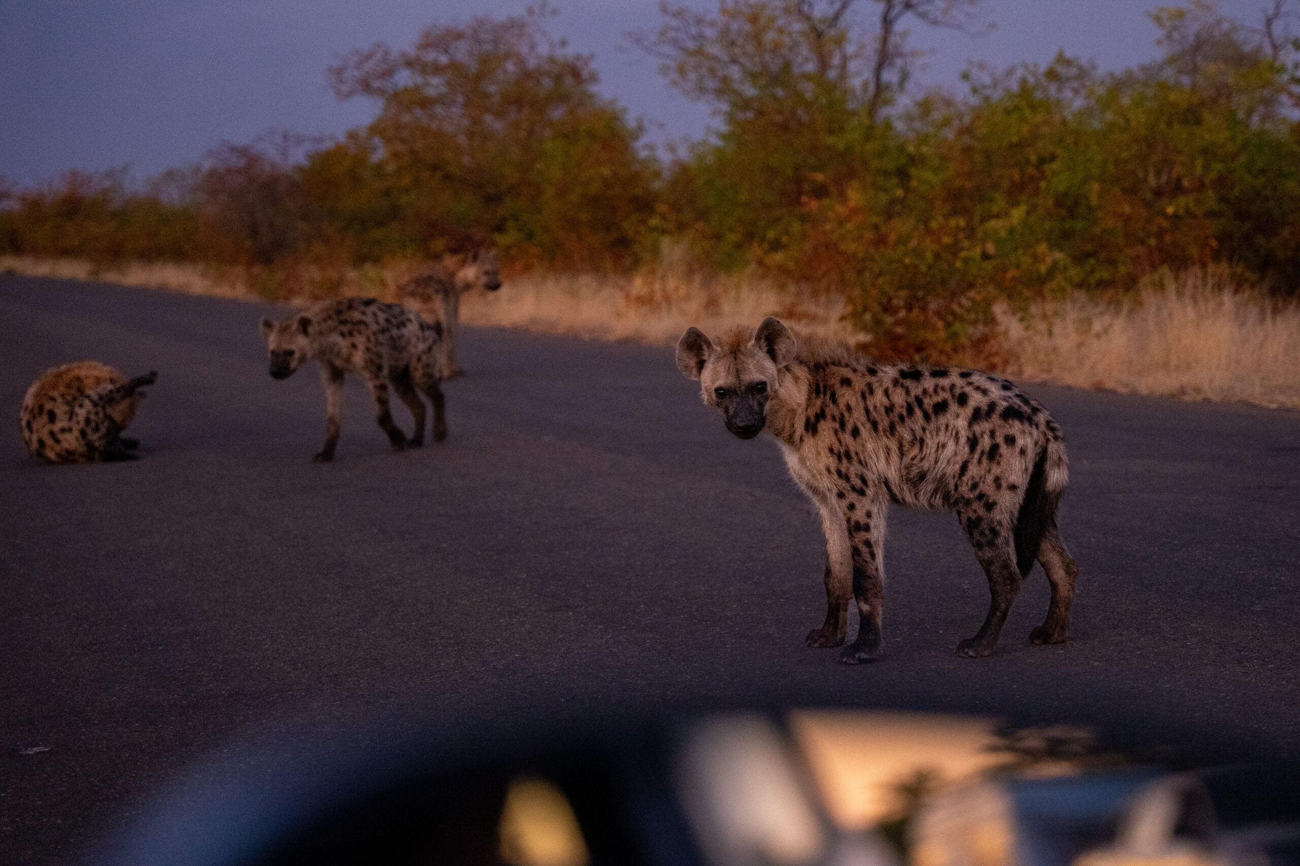 pack of hyenas on the road near Red Rocks Loop, Kruger Park