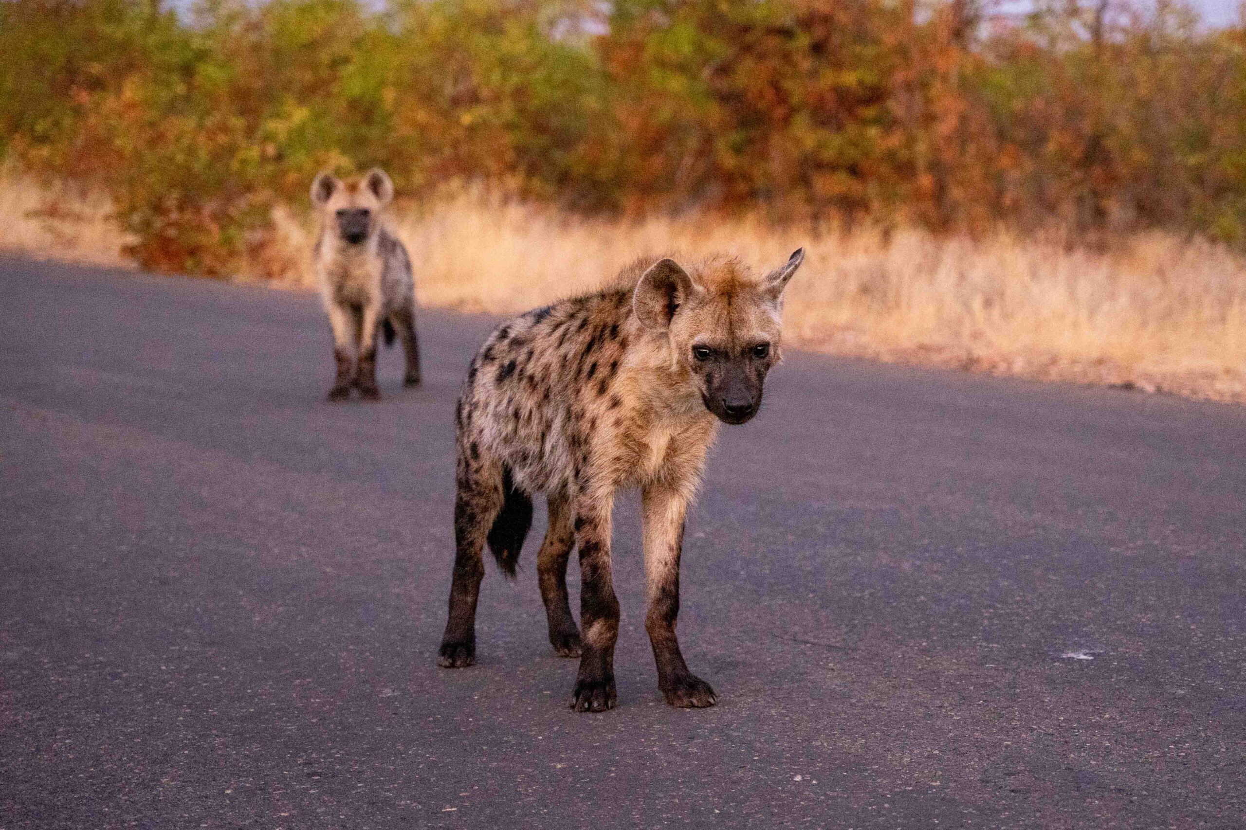 Two hyenas on the road
