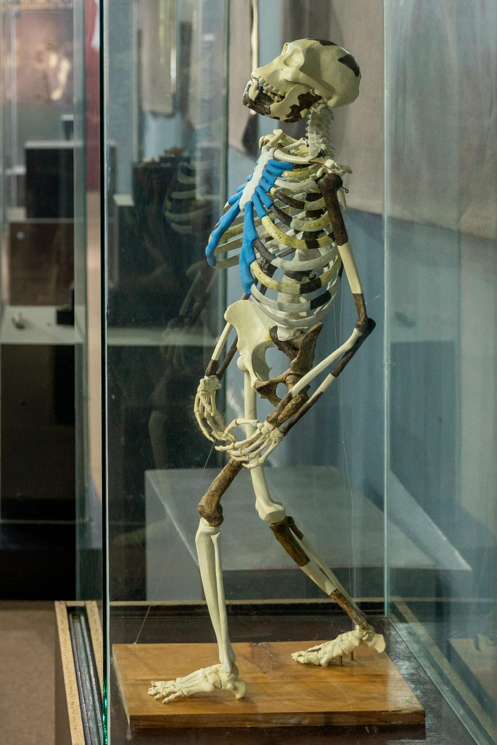 National Museum of Ethiopia