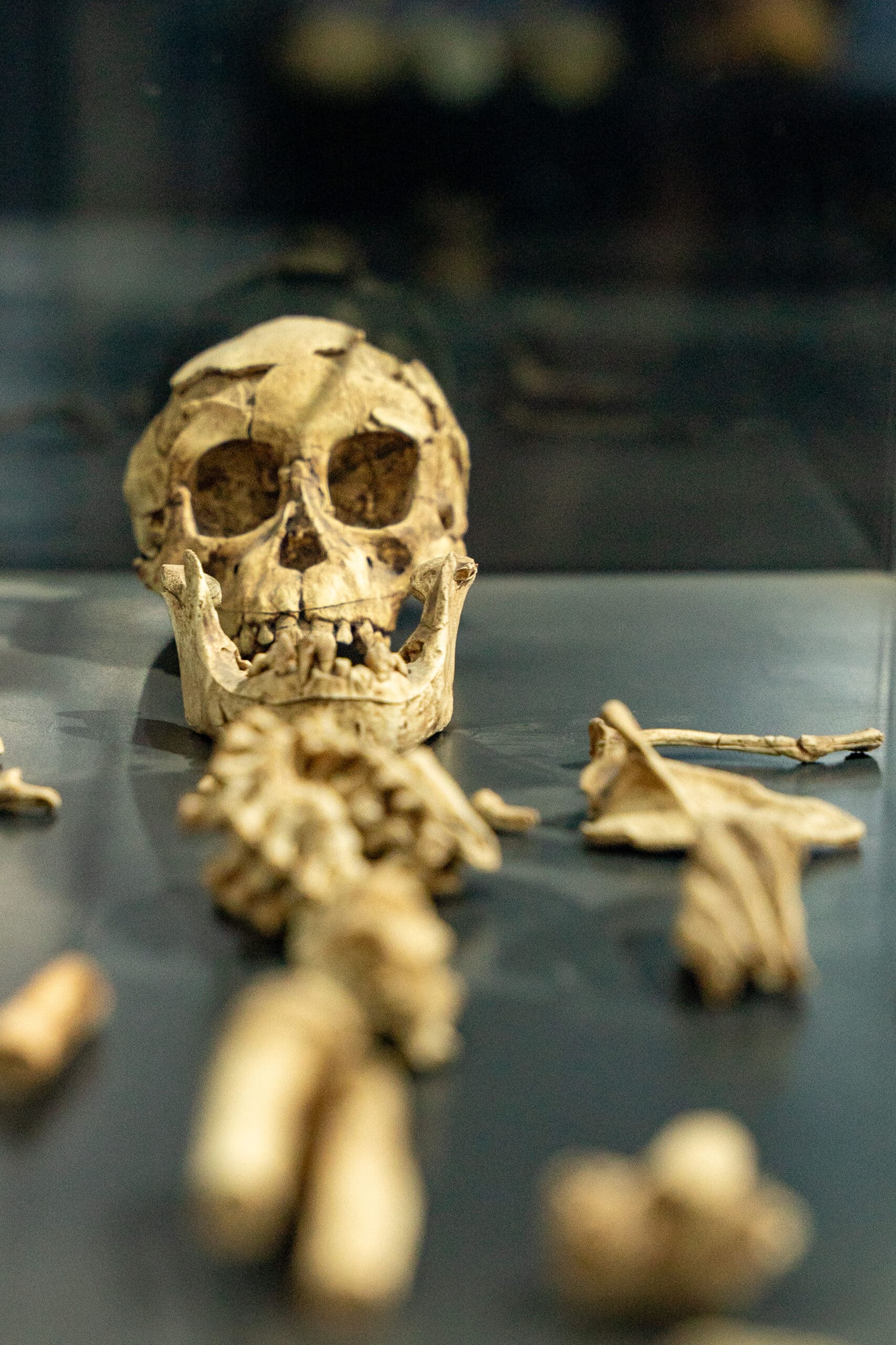 skull and bones inside a glass cabinet, National Museum of Ethiopia