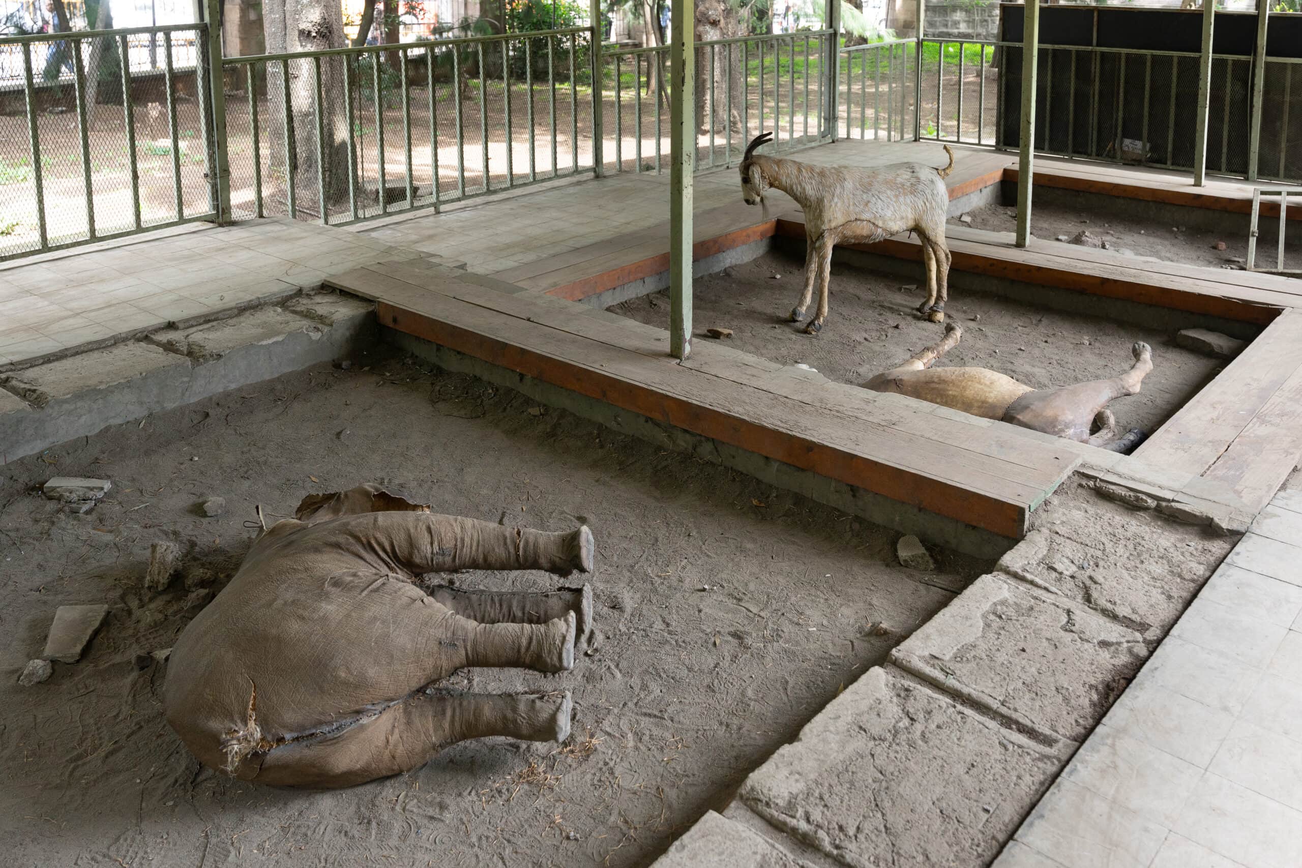 A taxidermy baby elephant lies on its side next to stuffed goats outside the National Museum of Ethiopia in Addis Ababa