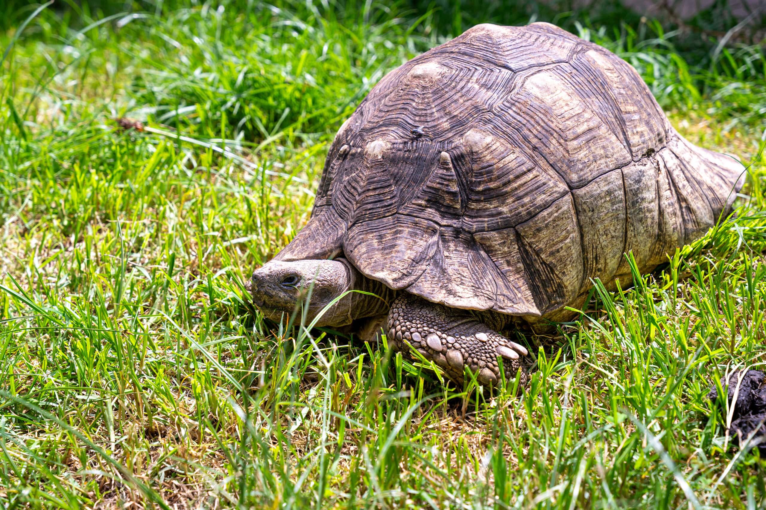 A tortoise in the garden of the Ethiopian National Museum in Addis Ababa