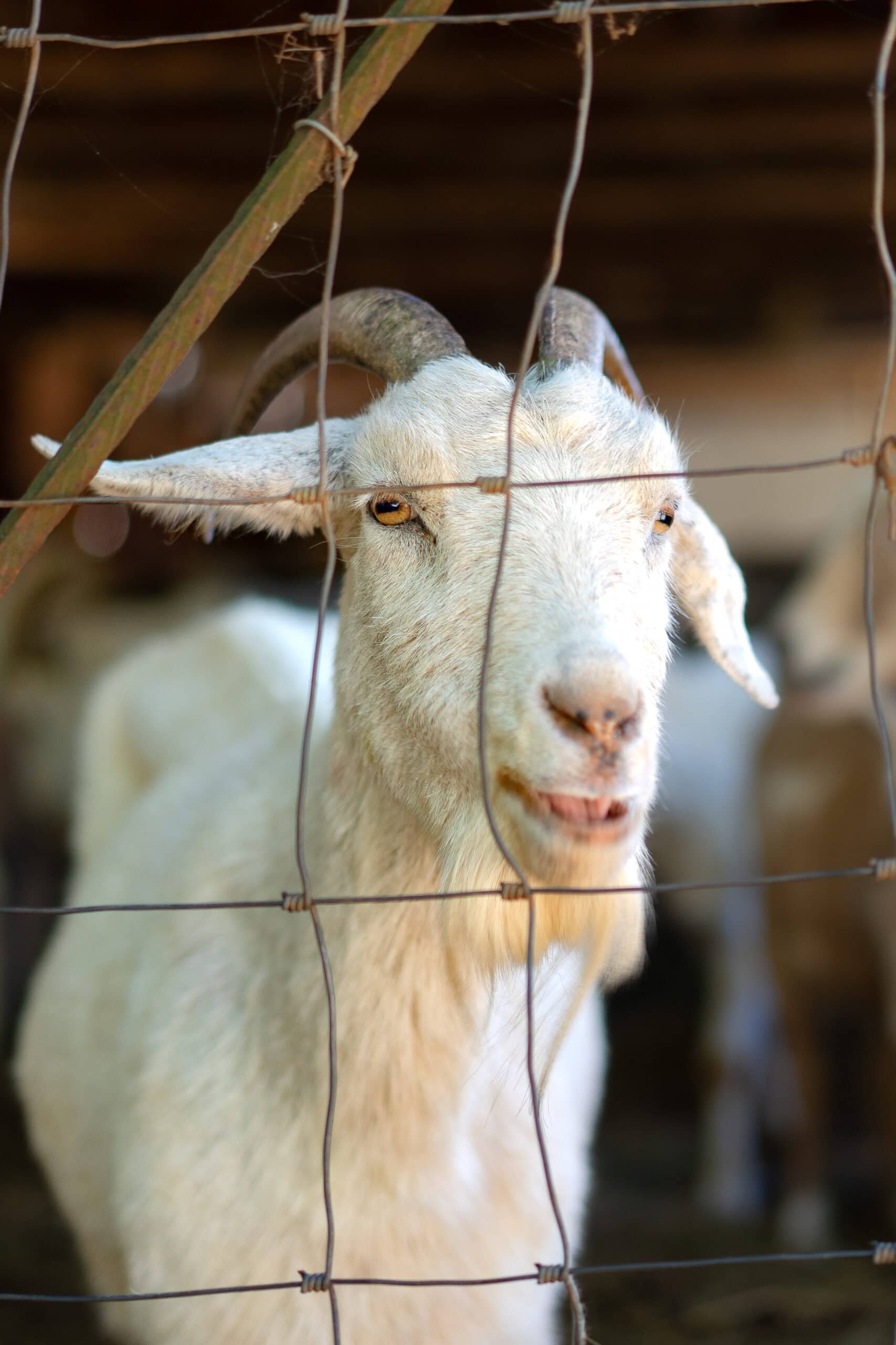 A saanen goat at Wegraakbosch Organic Cheese farm in Magoebaskloof that we visited on our 10 day Limpopo Road Trip South Africa