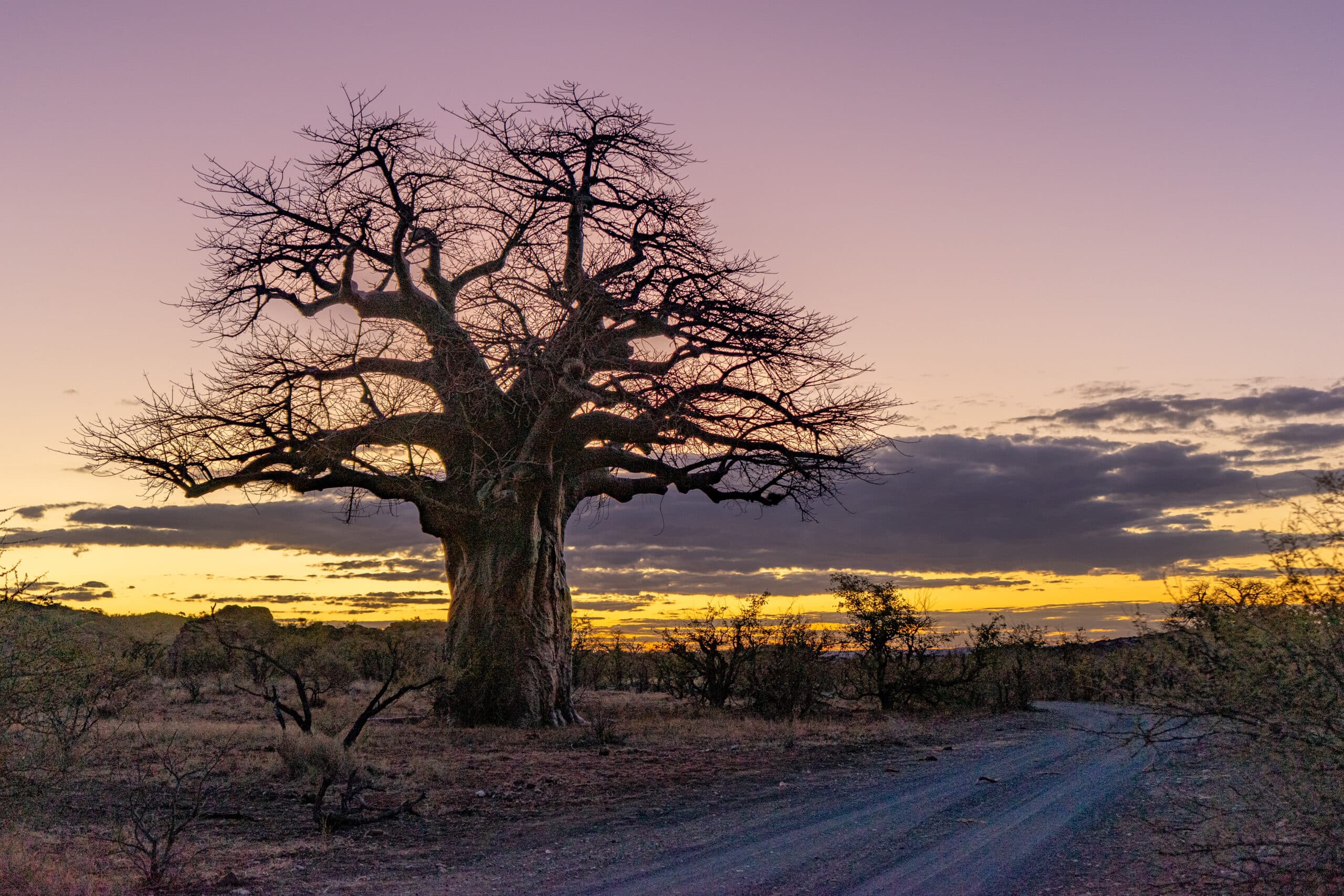 A baobab tree at sunset, seen in Limpopo Province, South Africa