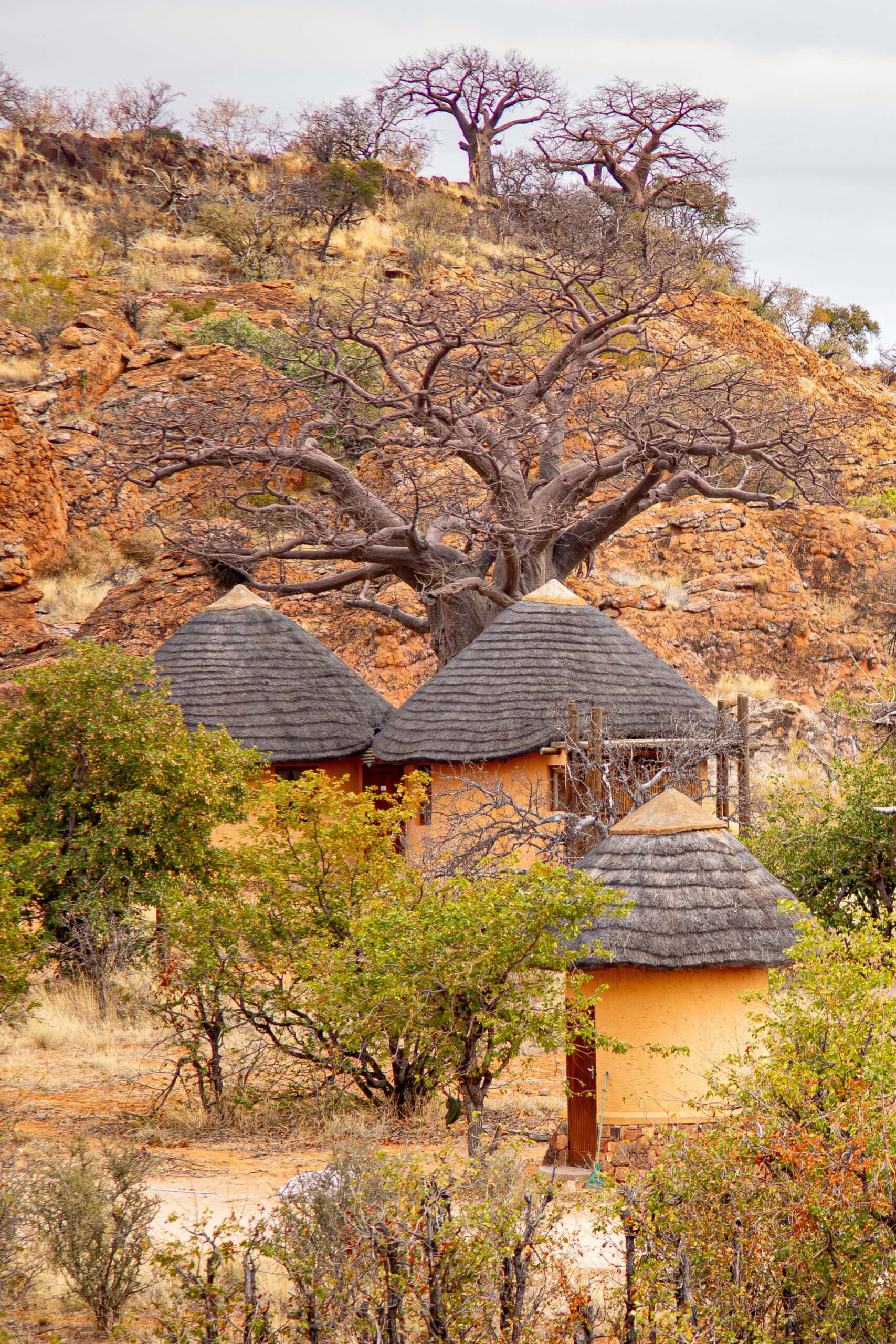 Thatch chalets standing under baobab trees at Leokwe Camp, Mapungubwe National Park, South Africa