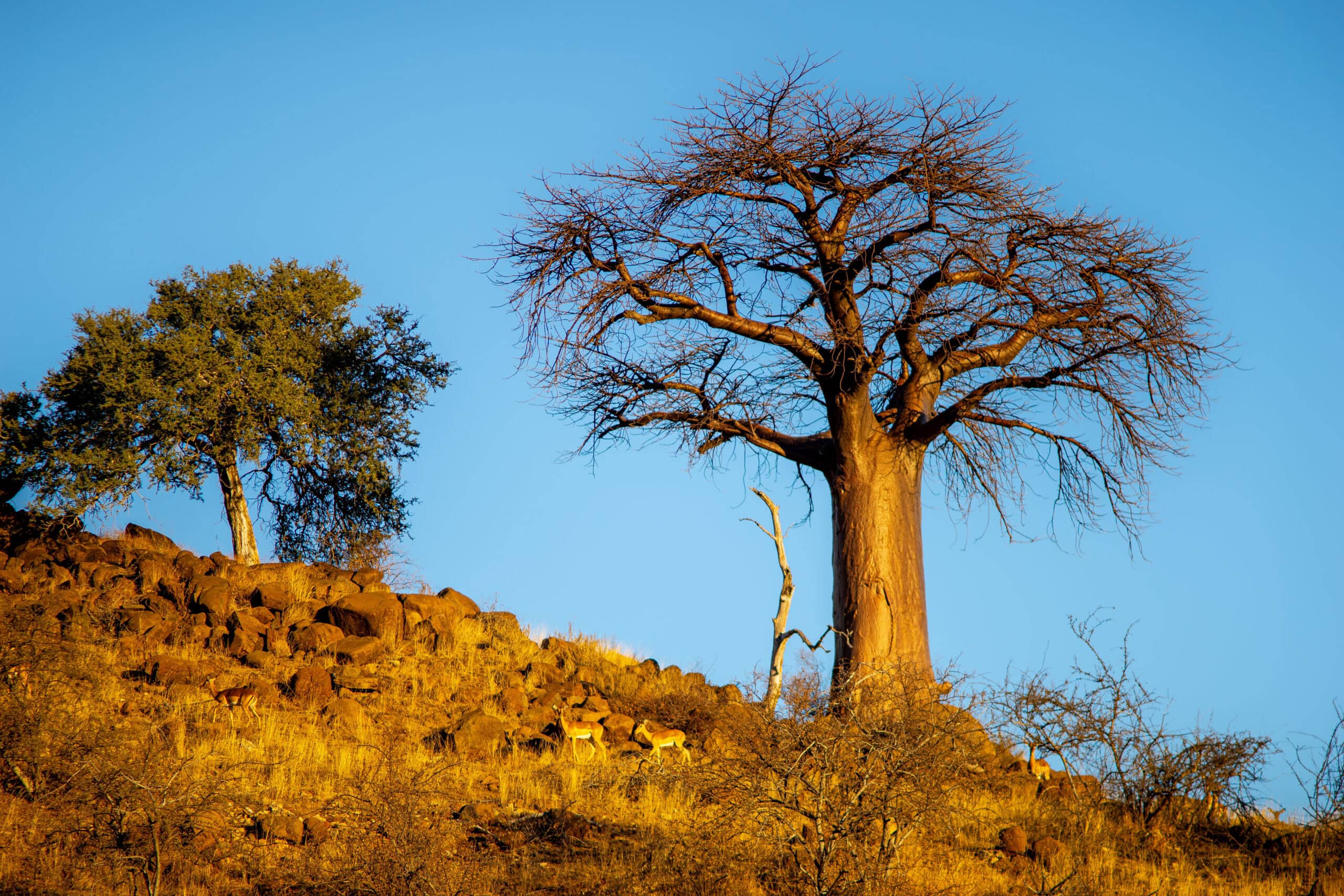 Boabab tree and impala, seen in Mapungubwe National Park, South Africa