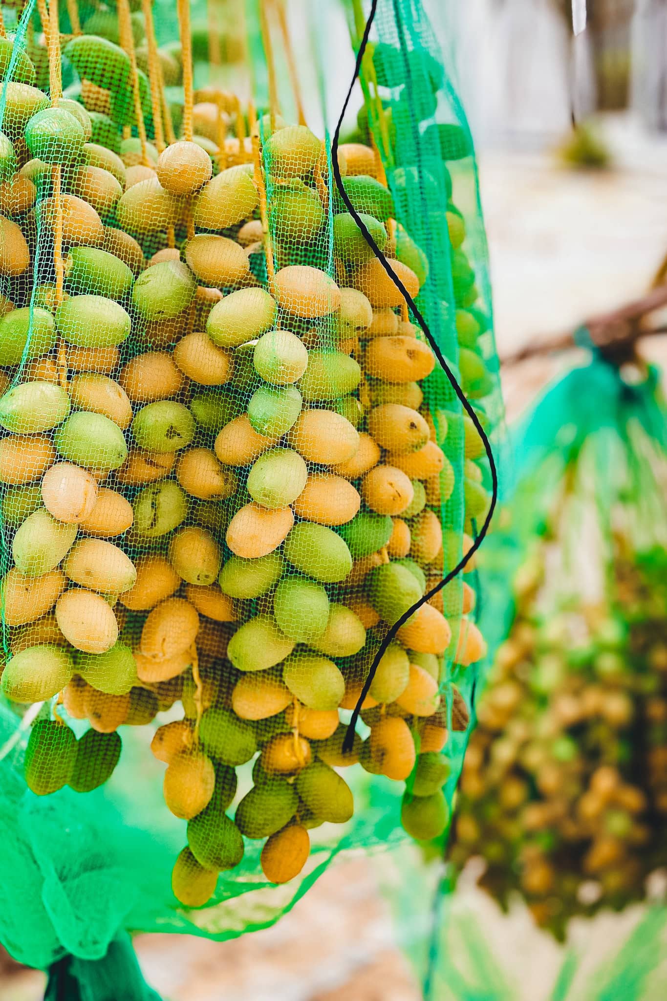 dates growing in our garden in Al Ain