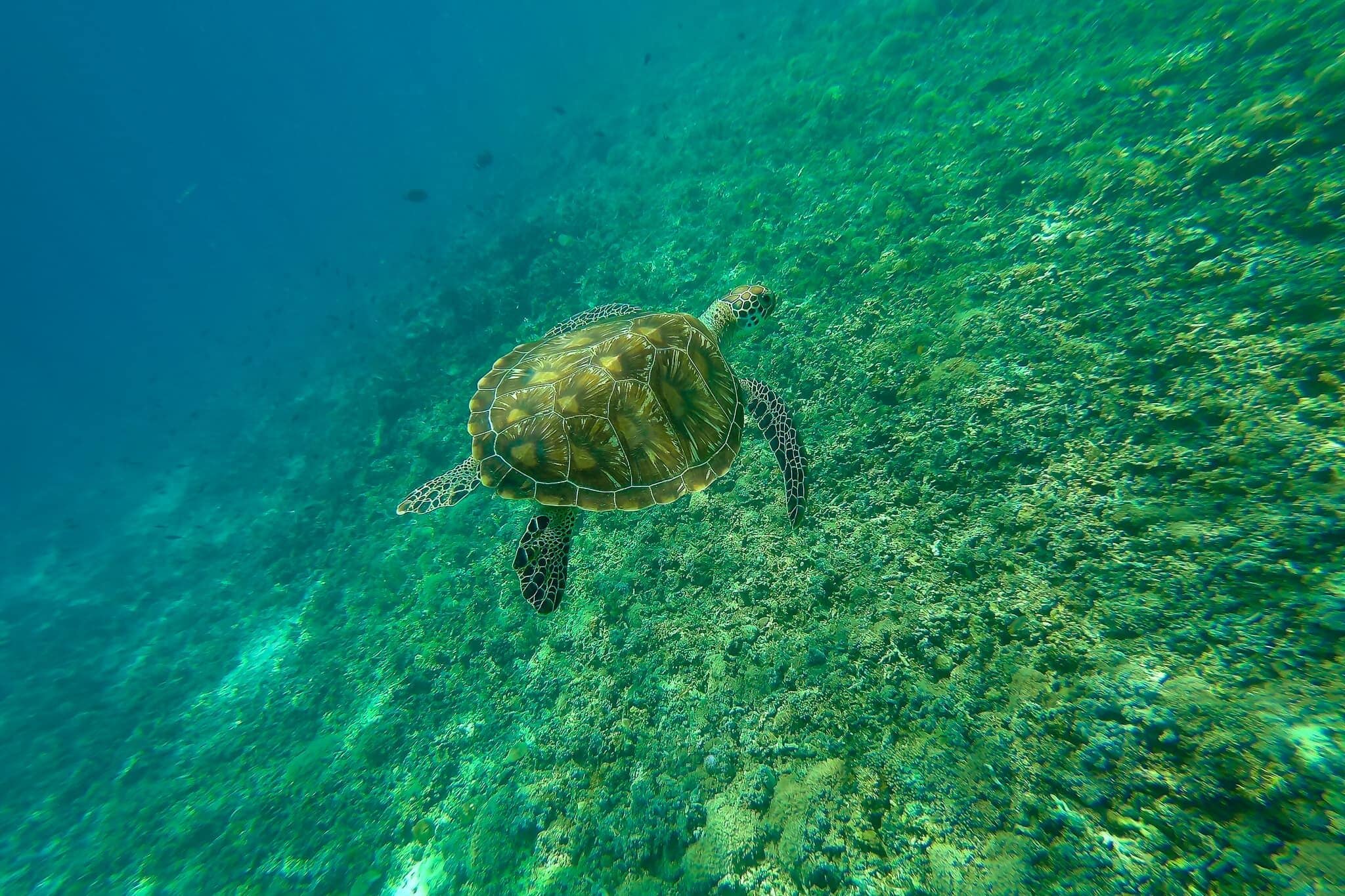 Snorkelling with turtles in the Gili islands