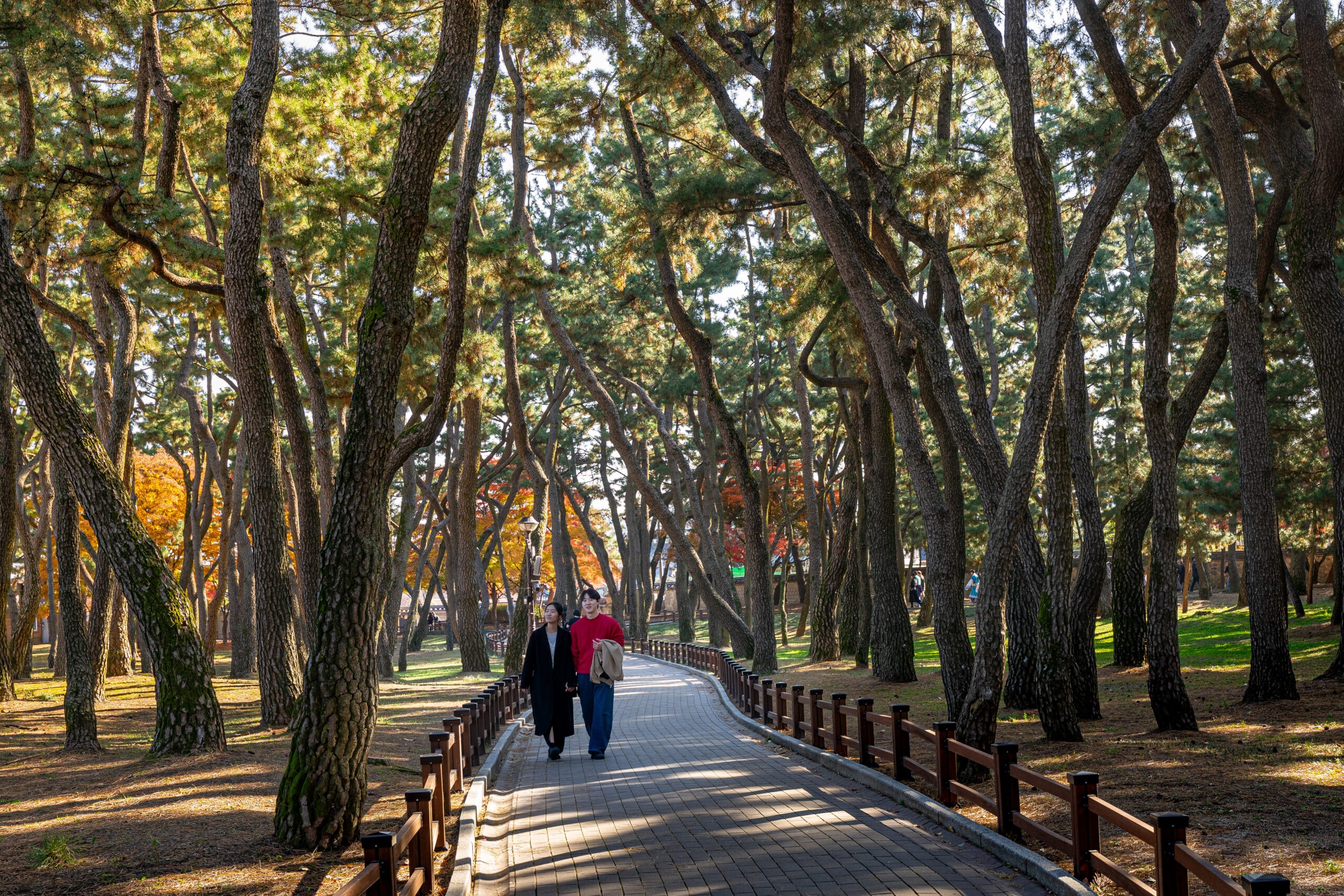 A Korean couple walks hand in hand between pretty pine trees at Daereungwon Tomb Complex 