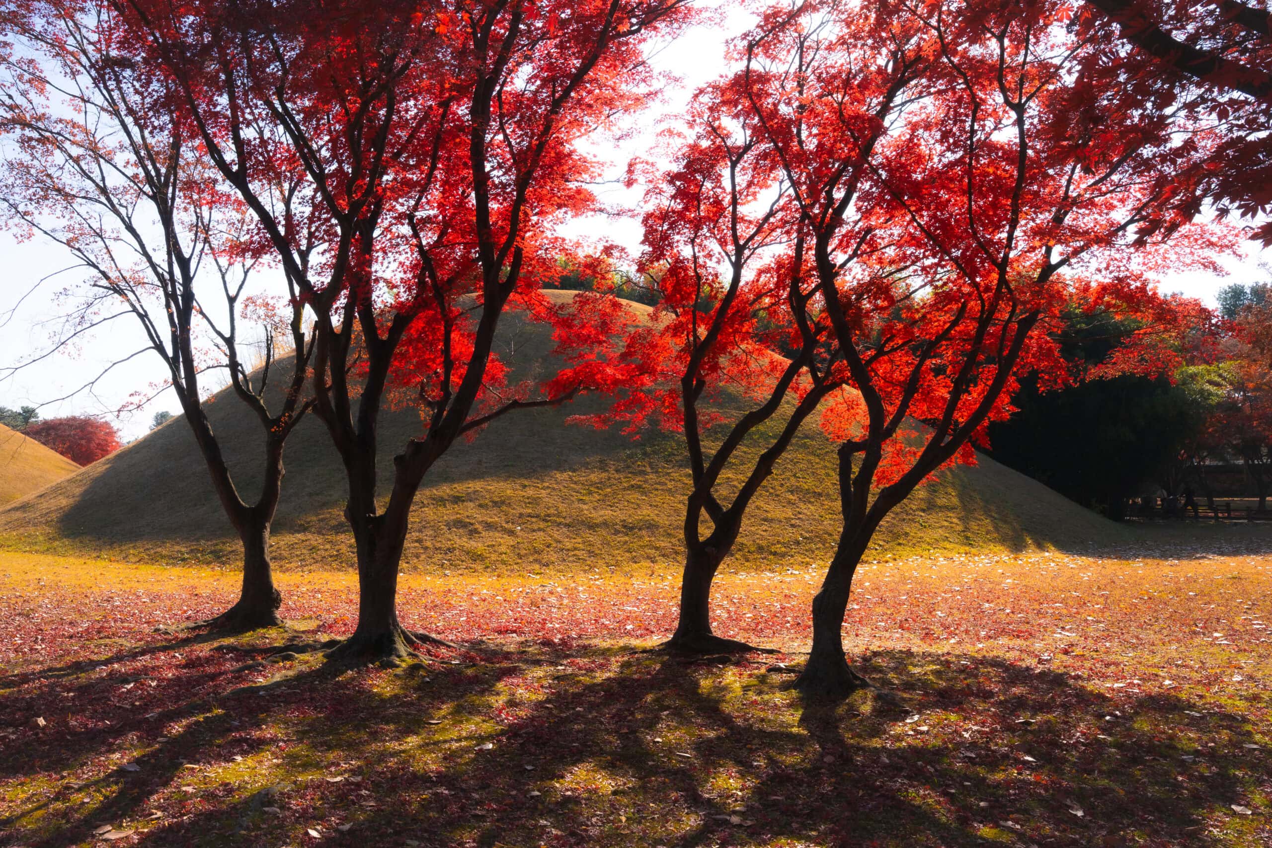 Red maples stand in front of burial mounds, Daereungwon Tomb Complex 