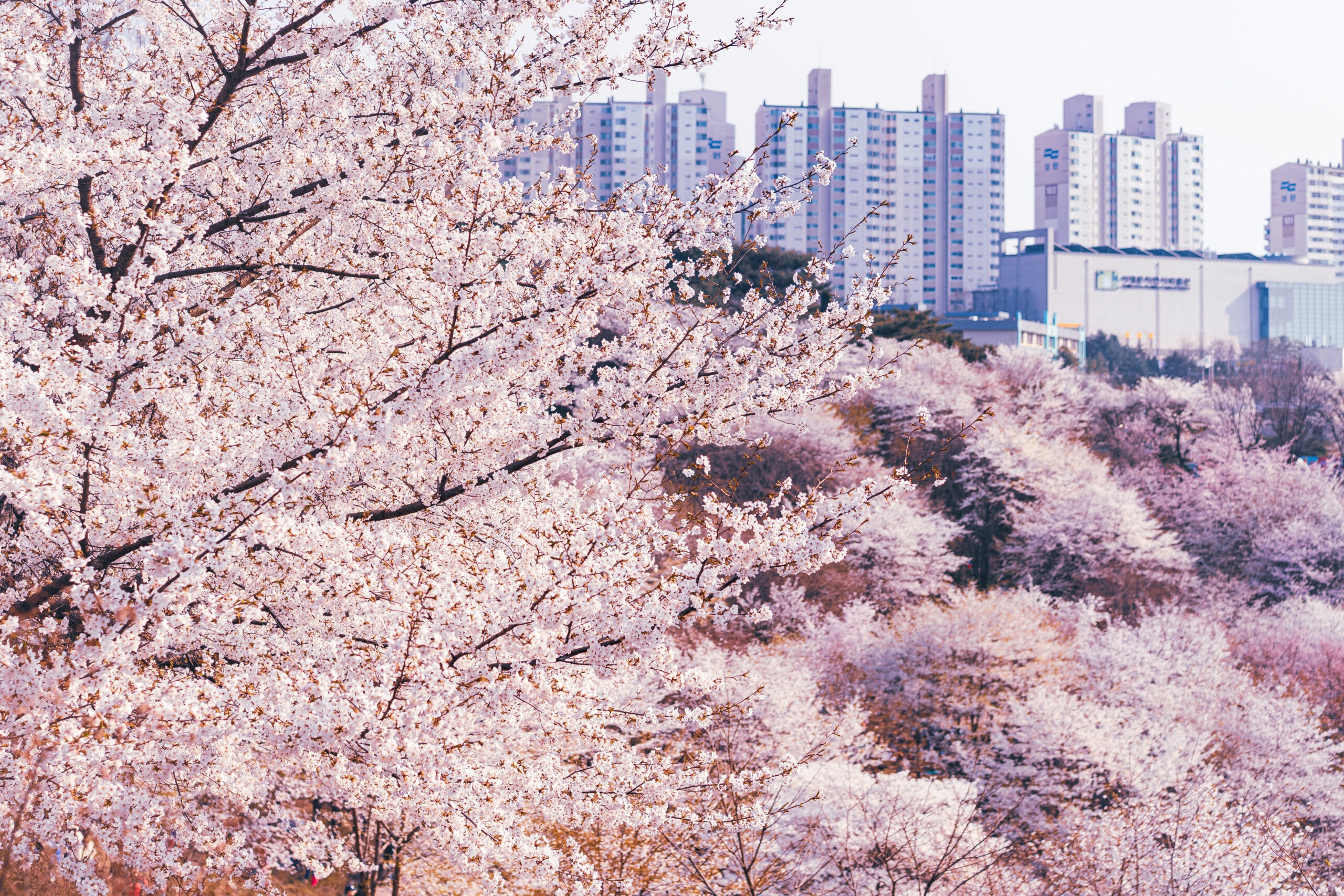 Cherry blossoms in Seoul, seen during spring