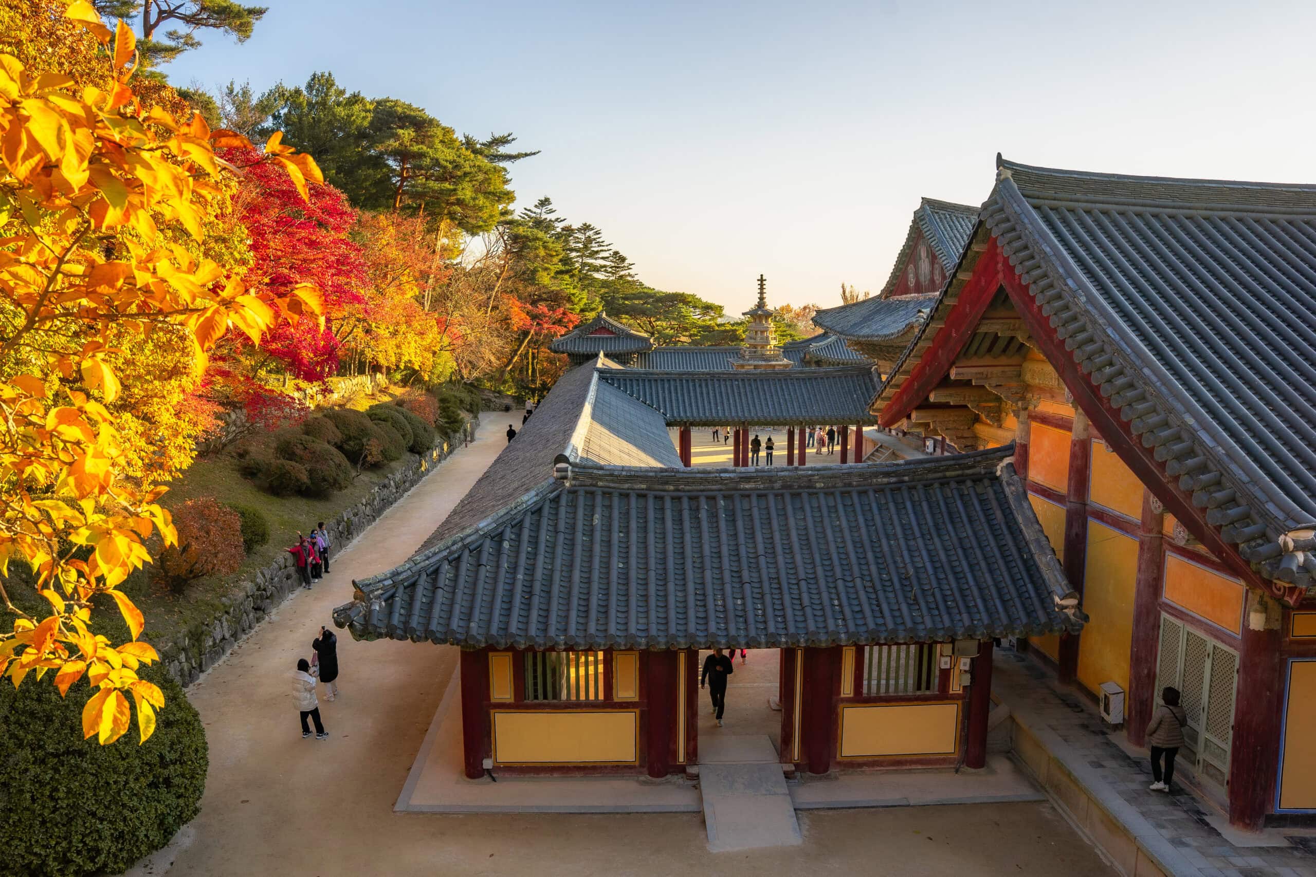 Elevated view of Bulguksa Temple rooftops surrounded by autumn trees