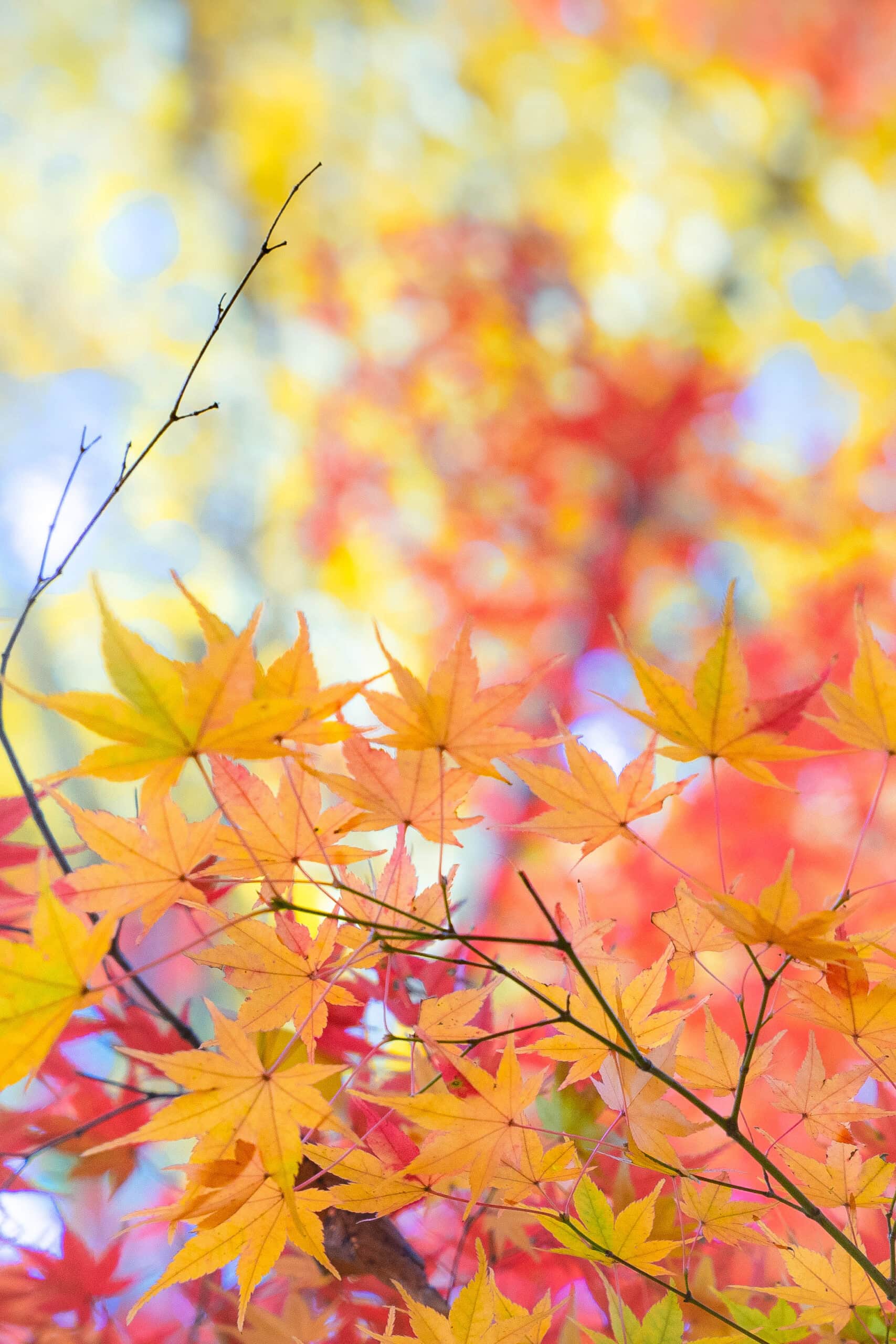 Yellow maple leaves, seen at Bulguksa during our visit in November