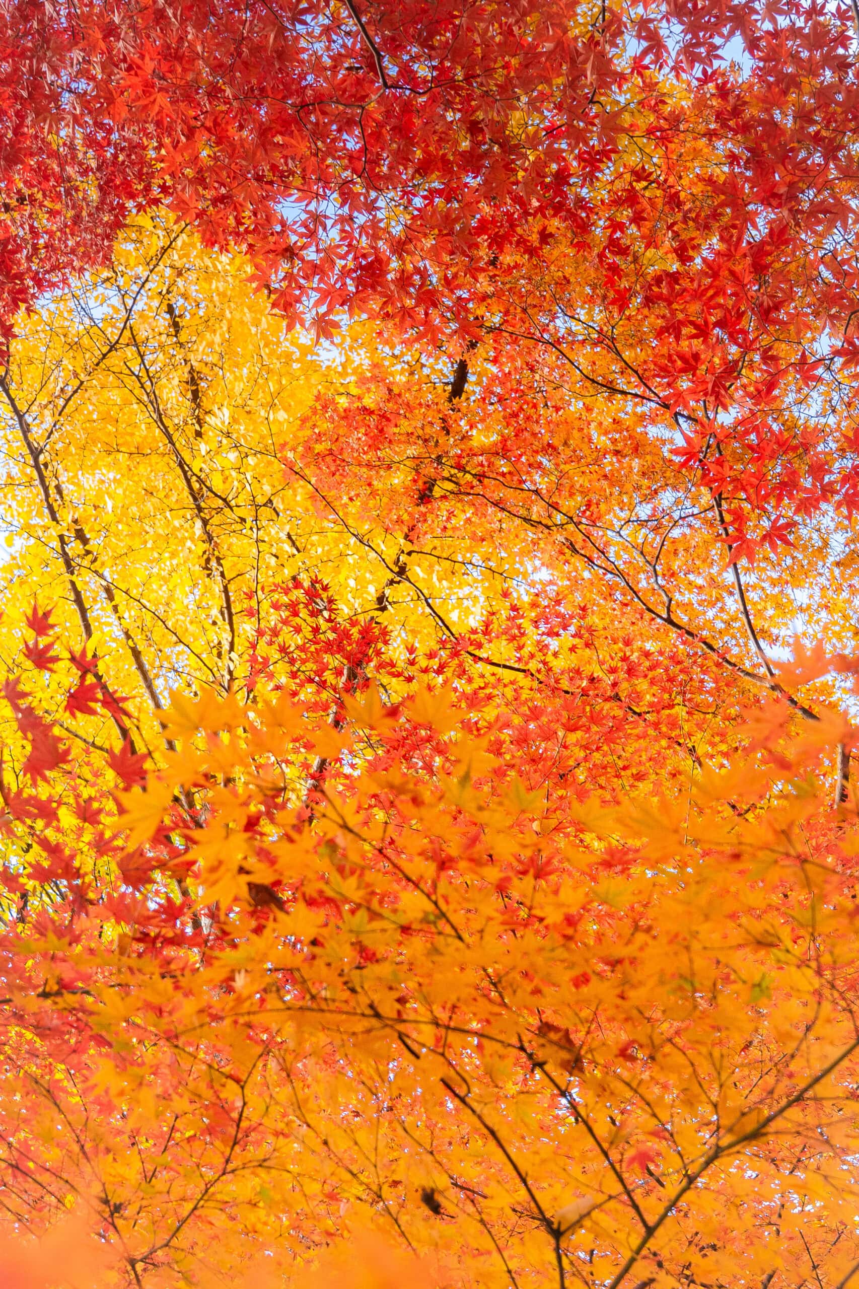 Yellow, red and orange maple leaves seen at Bulguksa temple during our visit in November