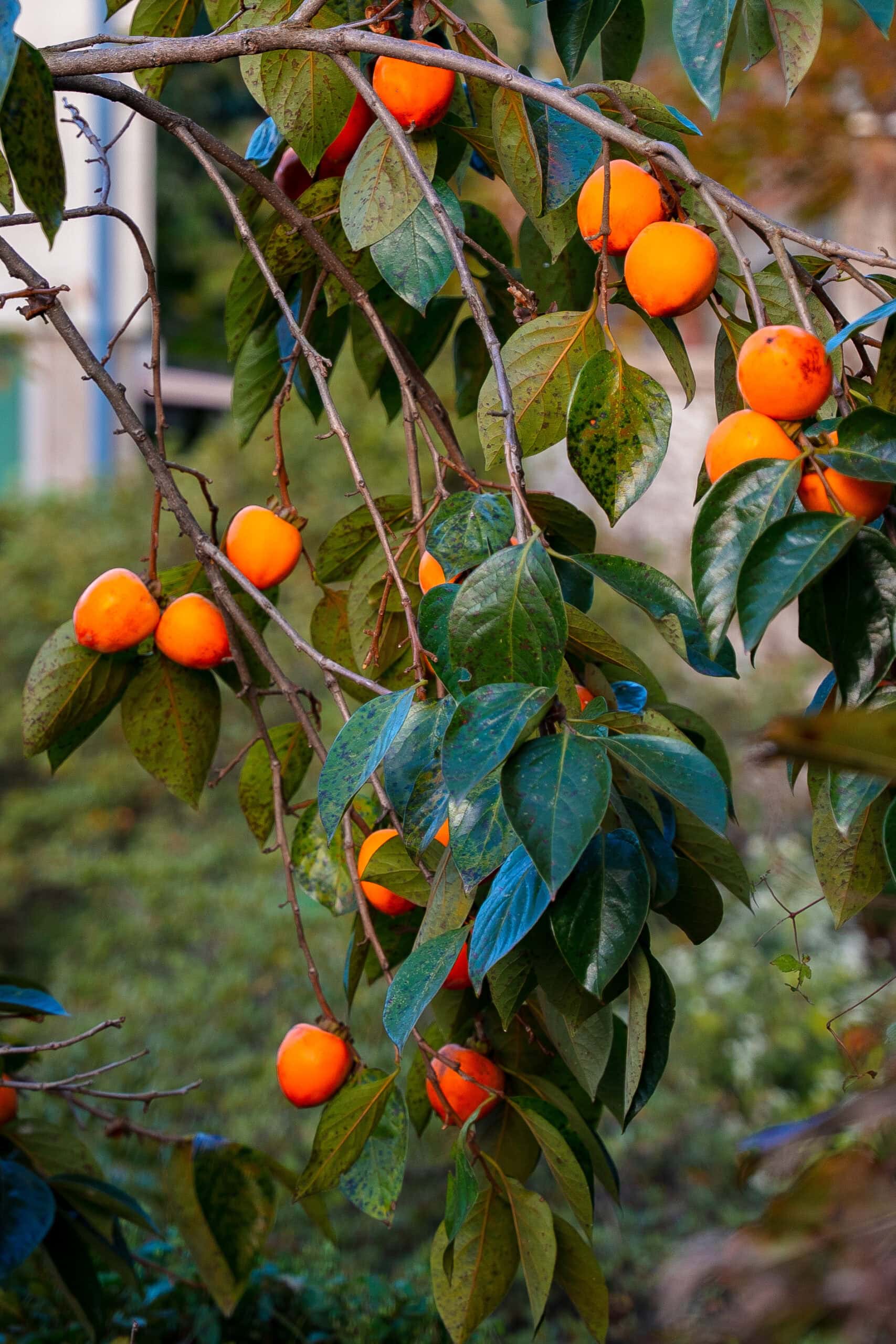 Persimmons on a tree 