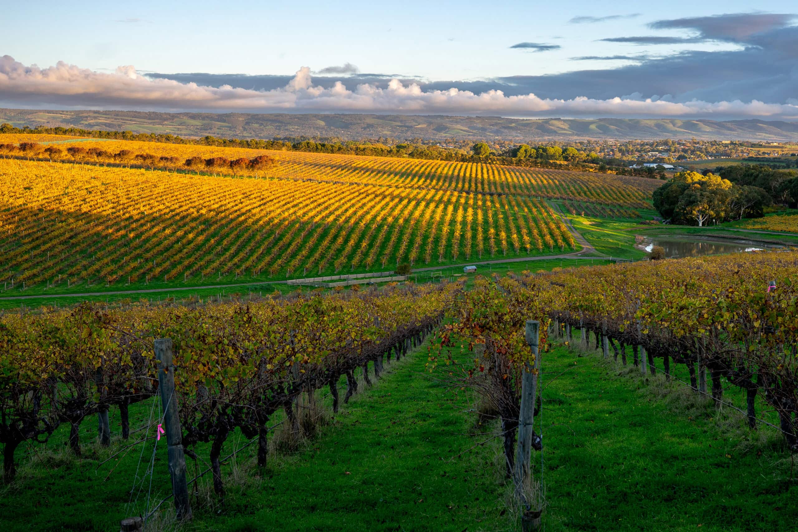 McLaren Vale vineyards in late May