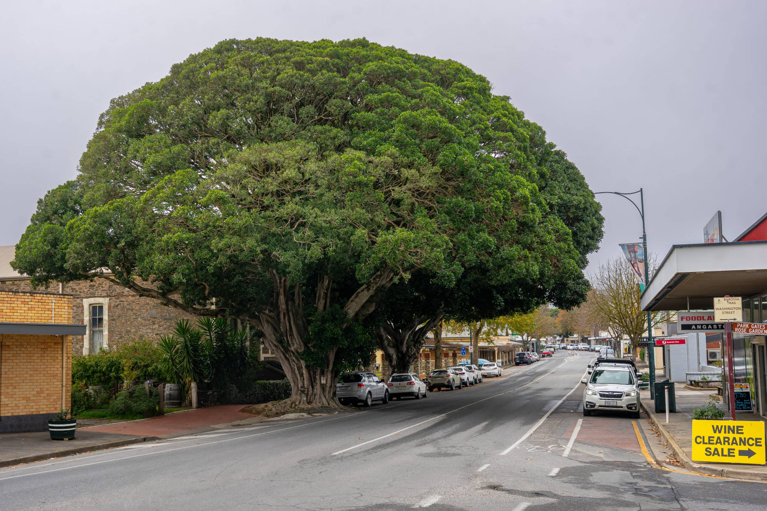 Two large ficus tree stand beside the main road of Angaston. We strolled along this street during our Barossa day trip form Adelaide