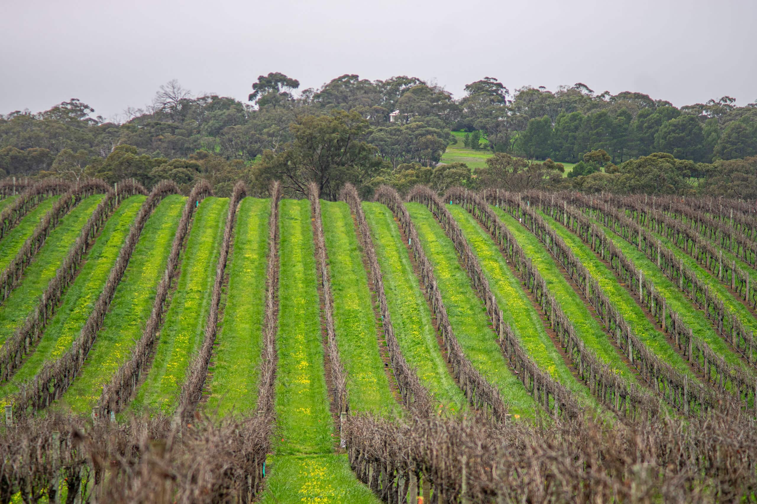Barossa Valley day trip from Adelaide