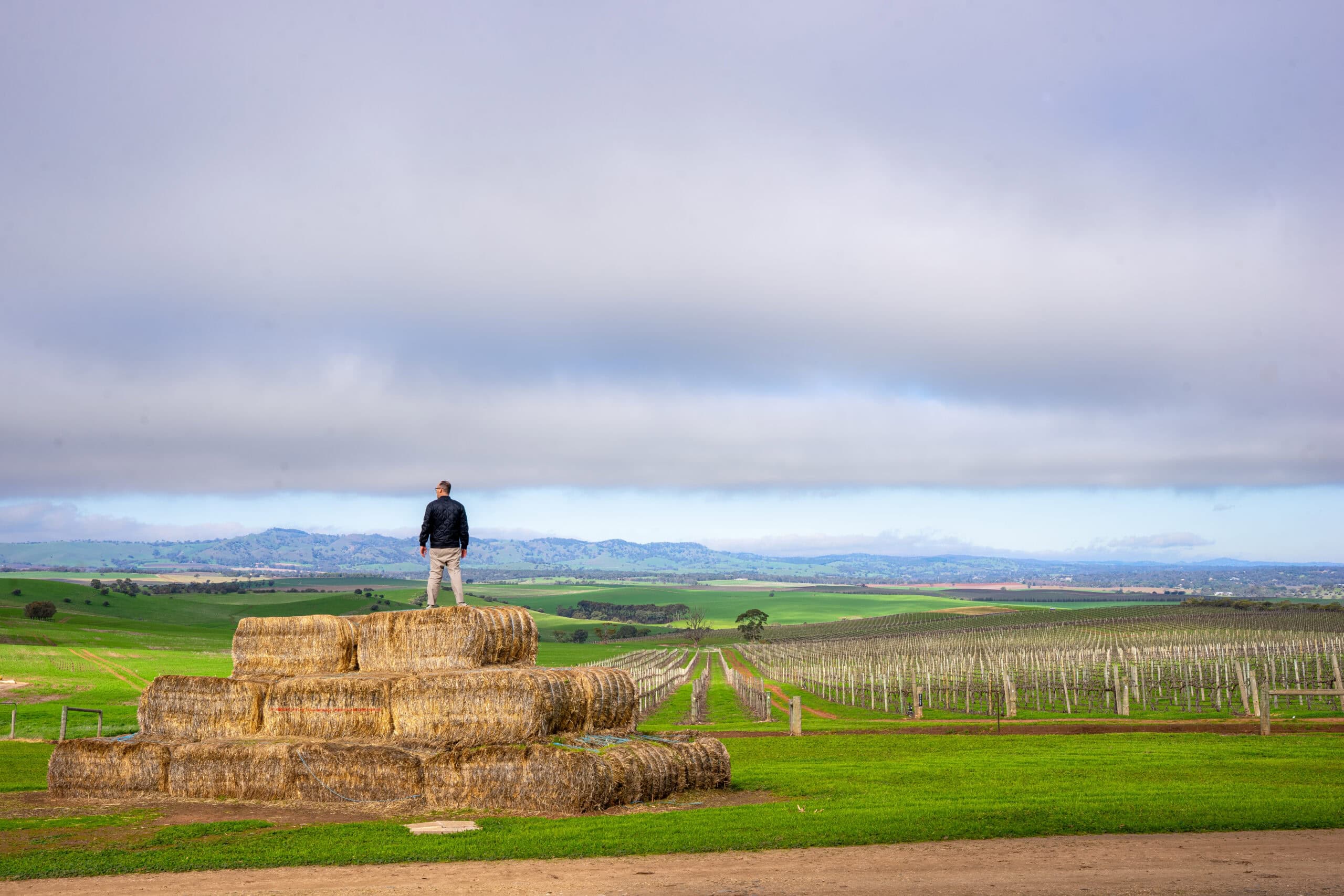 I am standing on hay bales overlooking the Barossa Valley at Pindarie Wines
