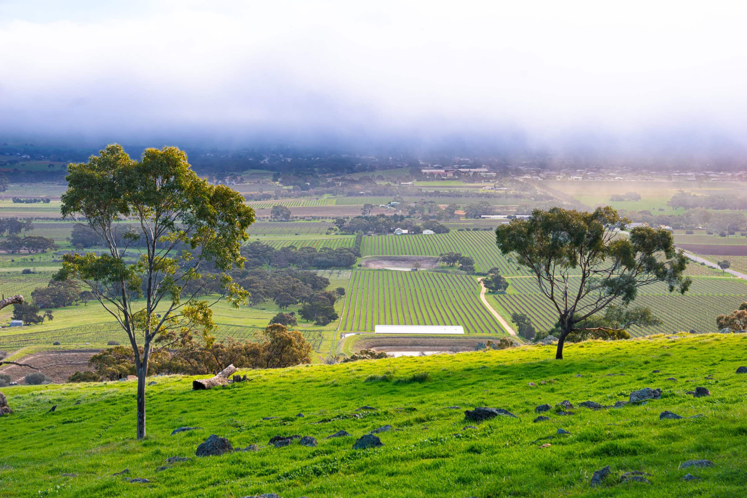 view over the Barossa valley and vineyards, seen from Mengler Hill Lookout