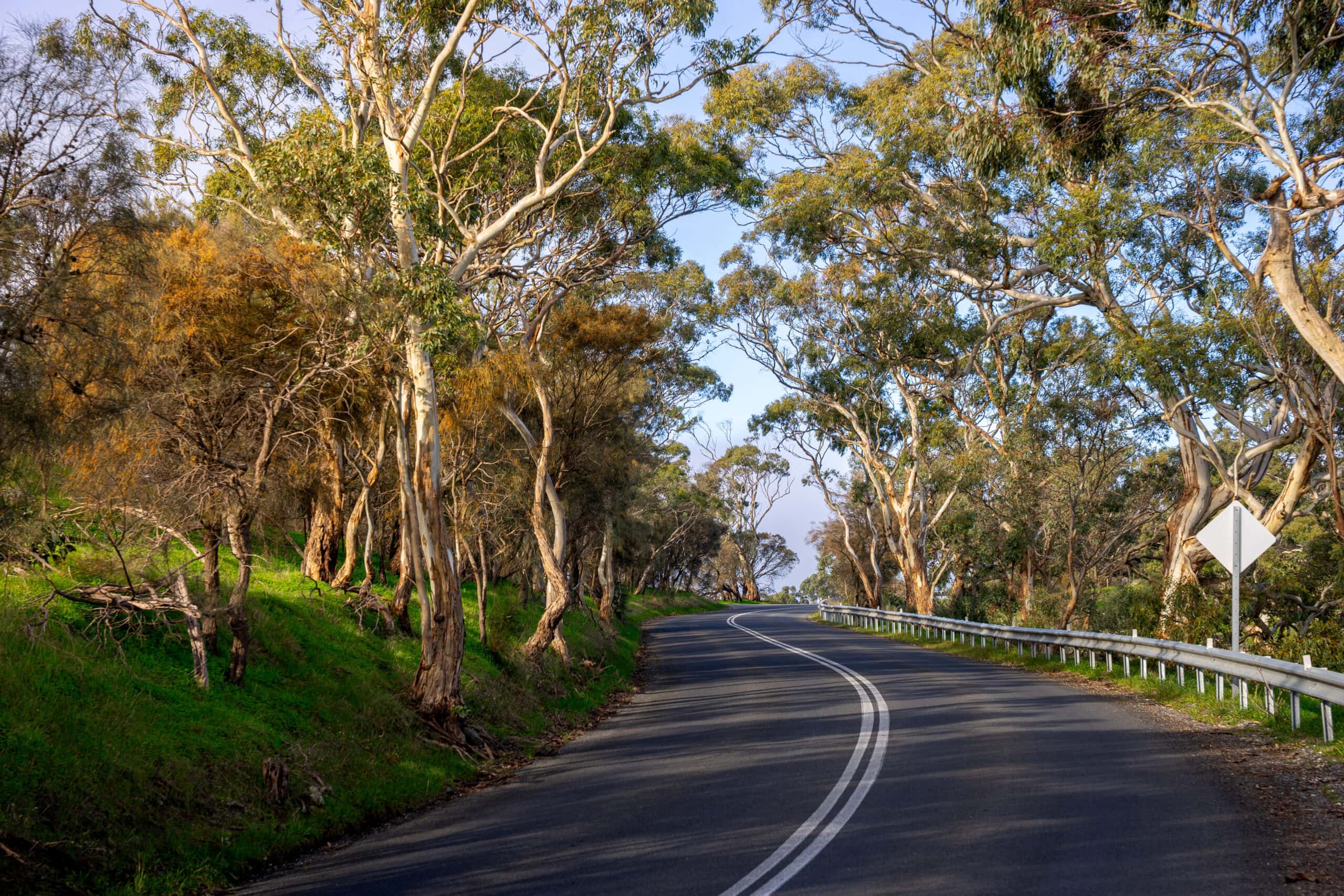 A sealed road winds up hill through large gum trees in the Barossa Valley, South Australia