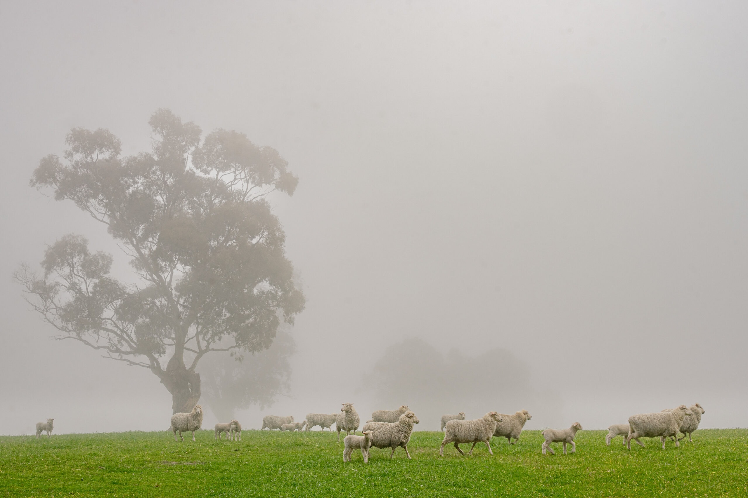 A flock of sheep in thick fog in front of a large gum tree, seen on our Barossa day trip from Adelaide