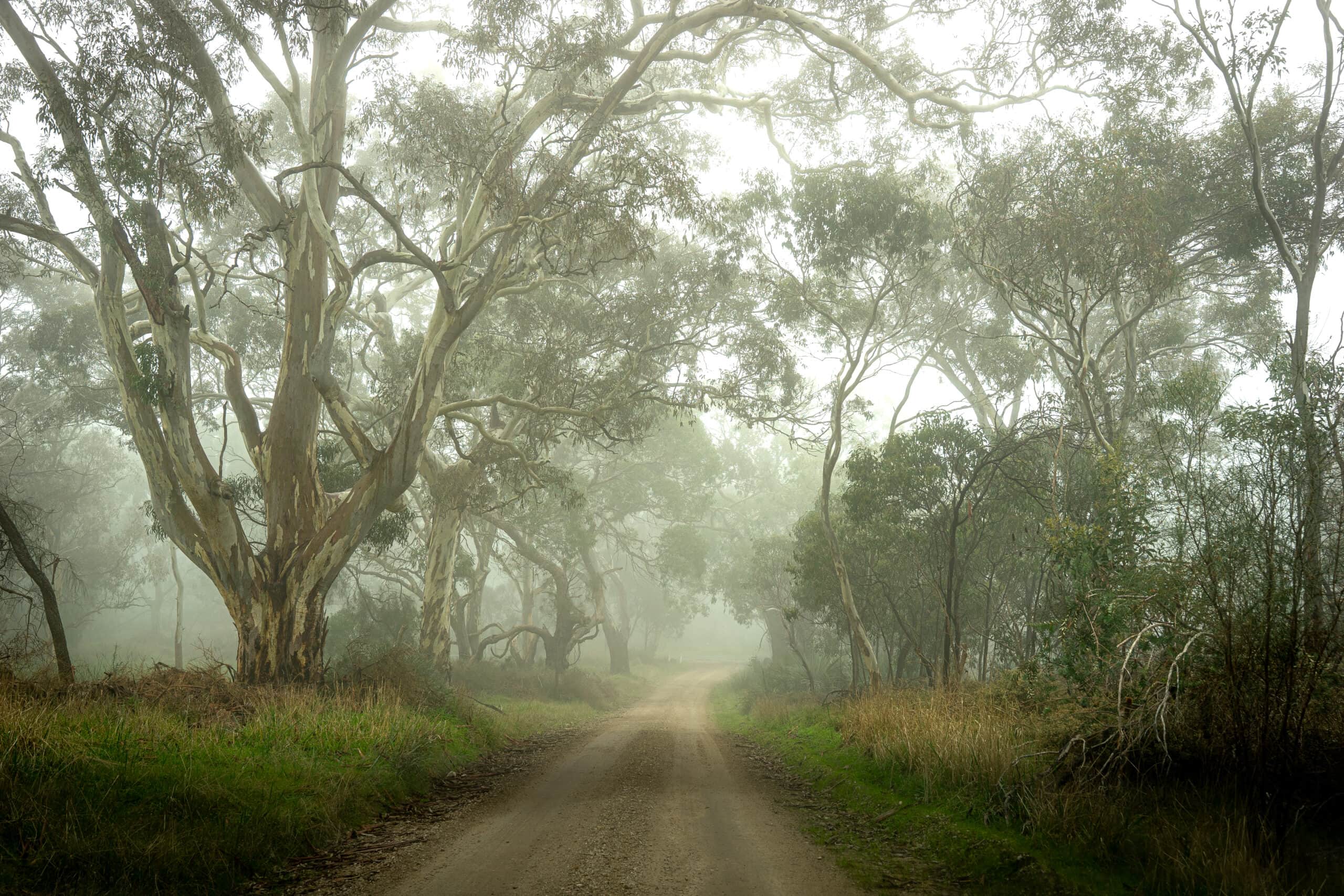 A dirt road leads through a gum forest in the Barossa Valley. It's foggy and feels almost mystical