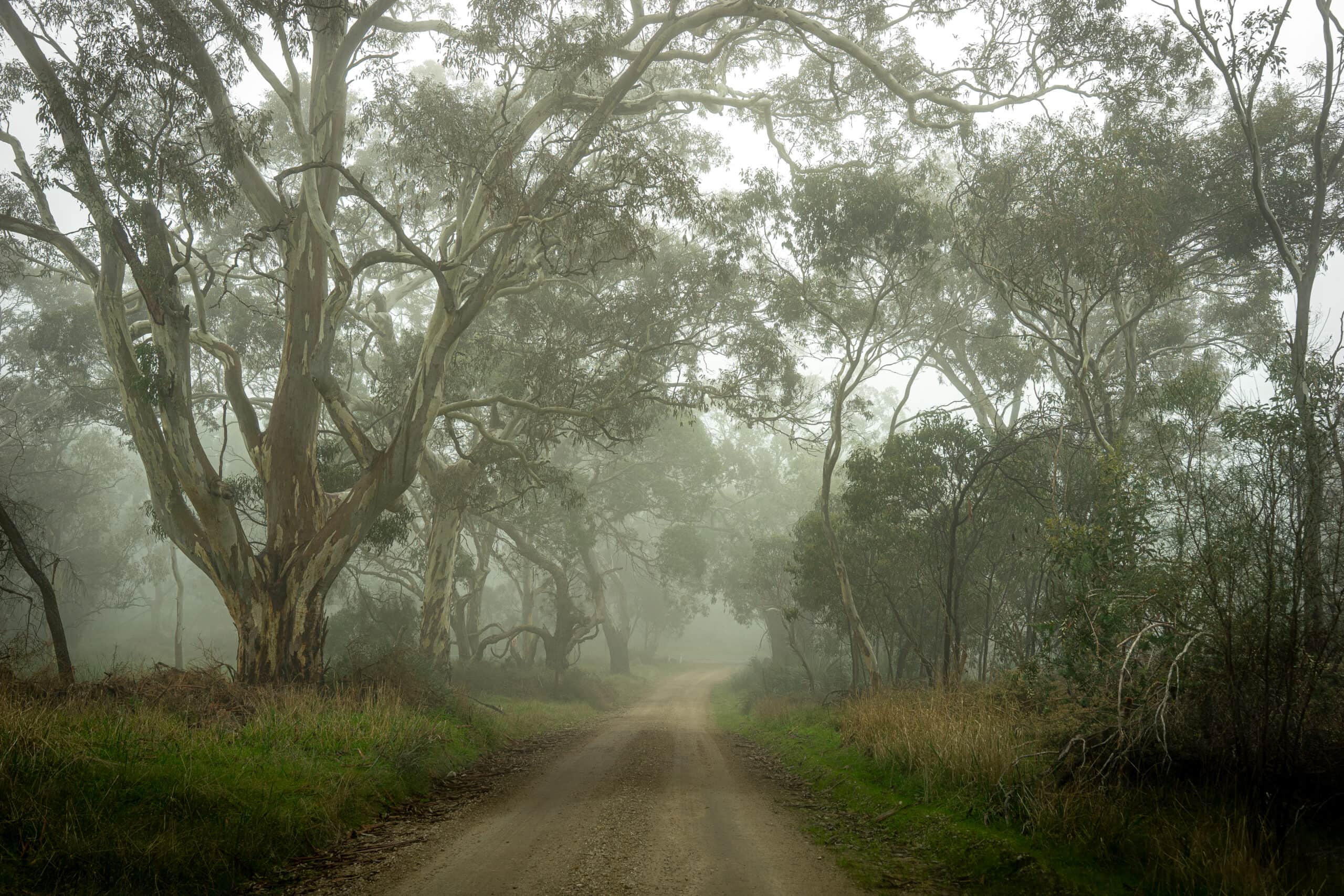 A dirt road runs between large gum trees on a foggy day in the Barossa Valley