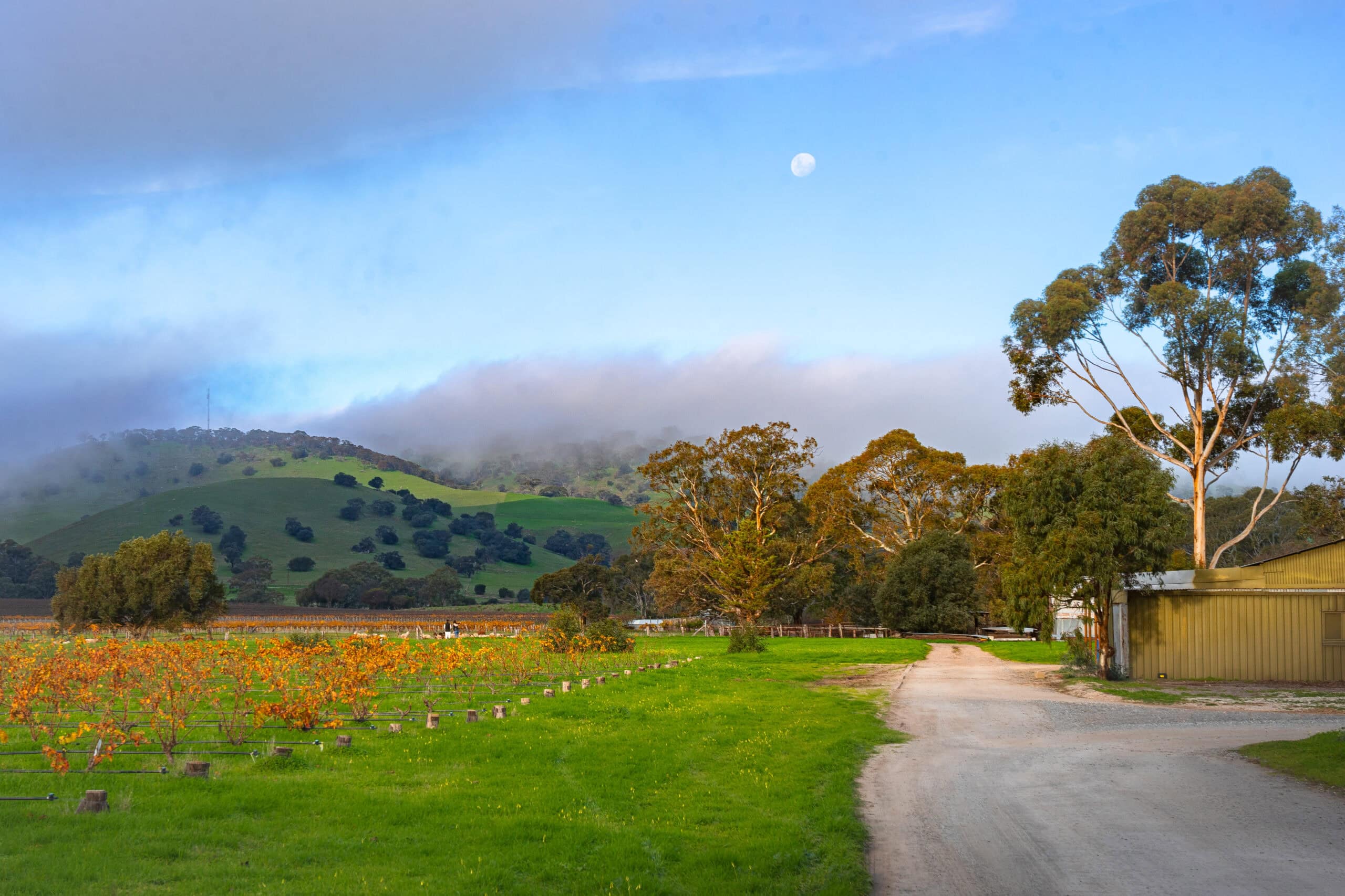 Barossa Valley day trip from Adelaide