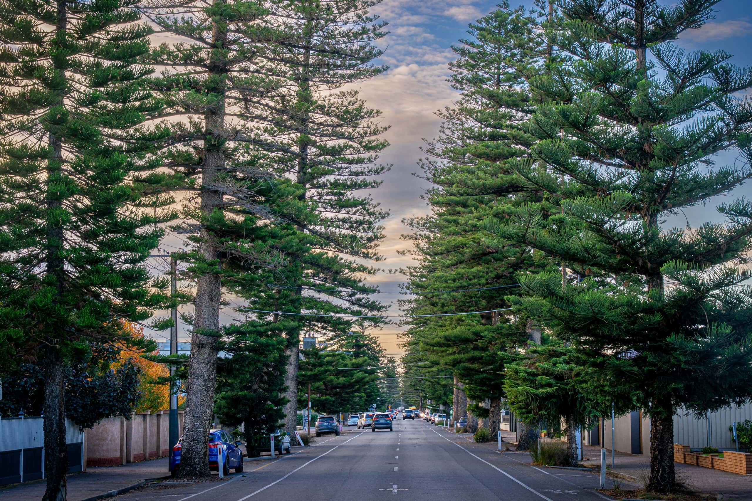 Tall Norfolk Pines lining Partridge Street in Glenelg, Adelaide