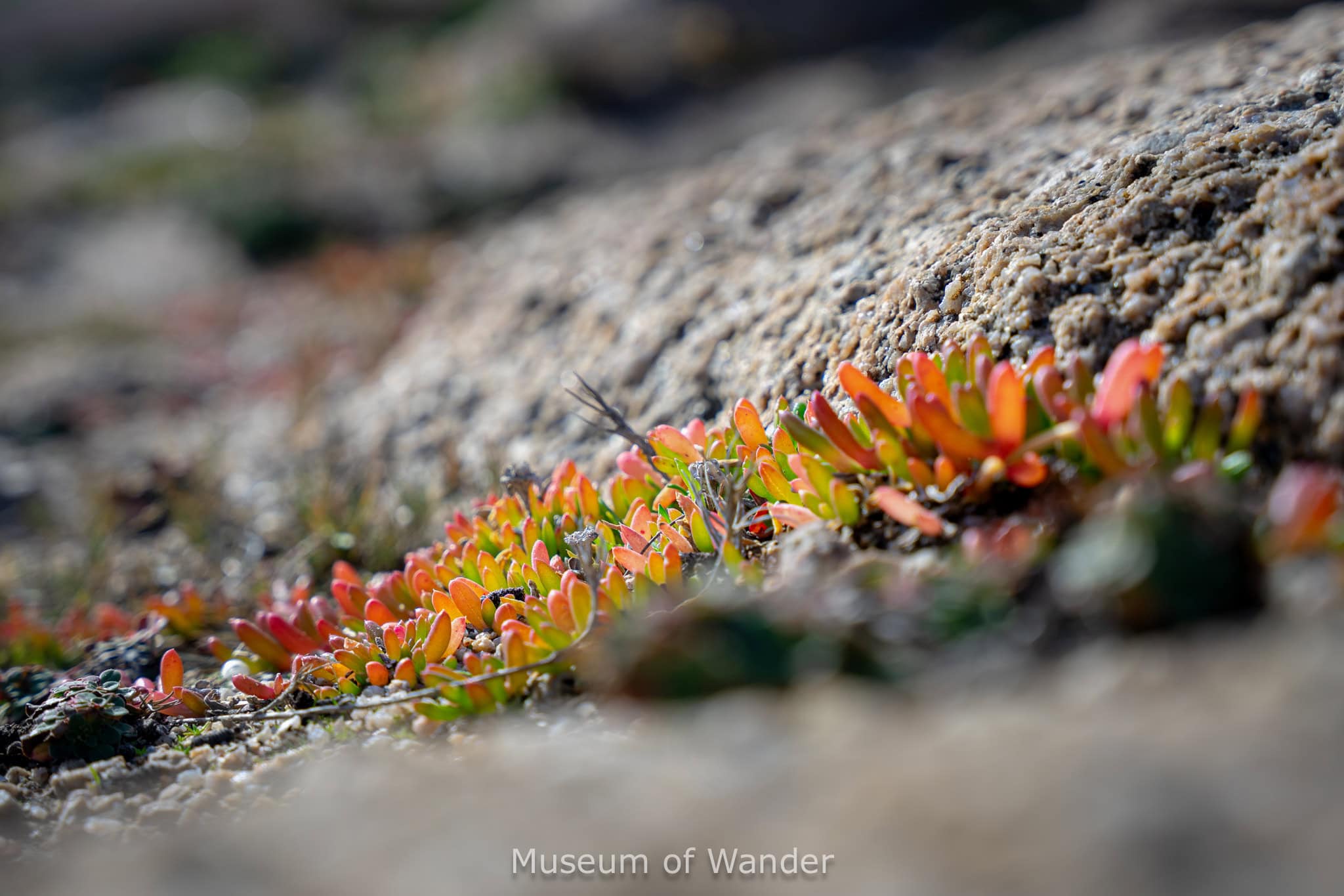 Green succulents wth pink tips growing between the granite boulders along the coast in Port Elliot, South Australia