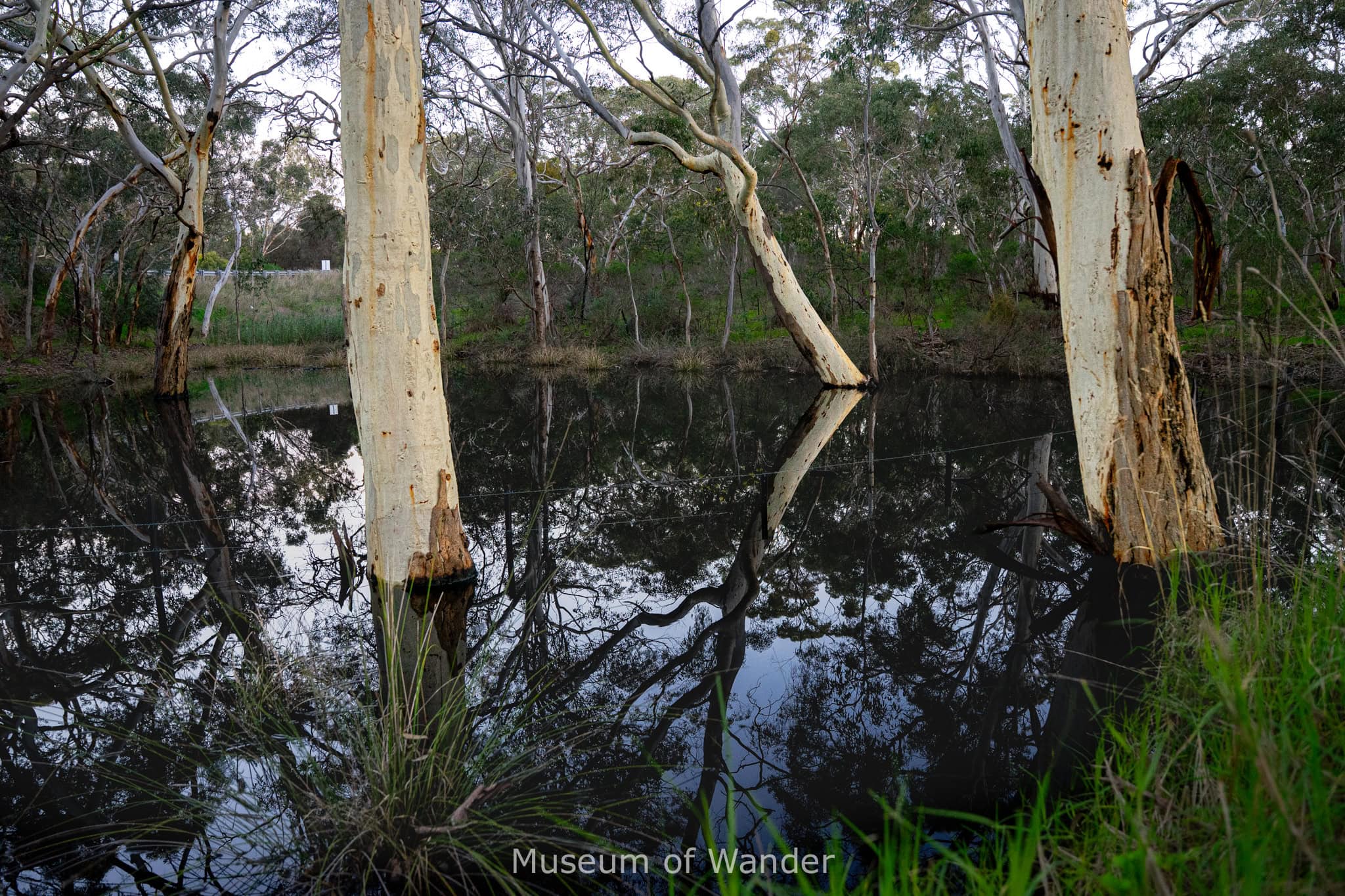 Large white gum trees standing reflected in. abalck pond in South Australia