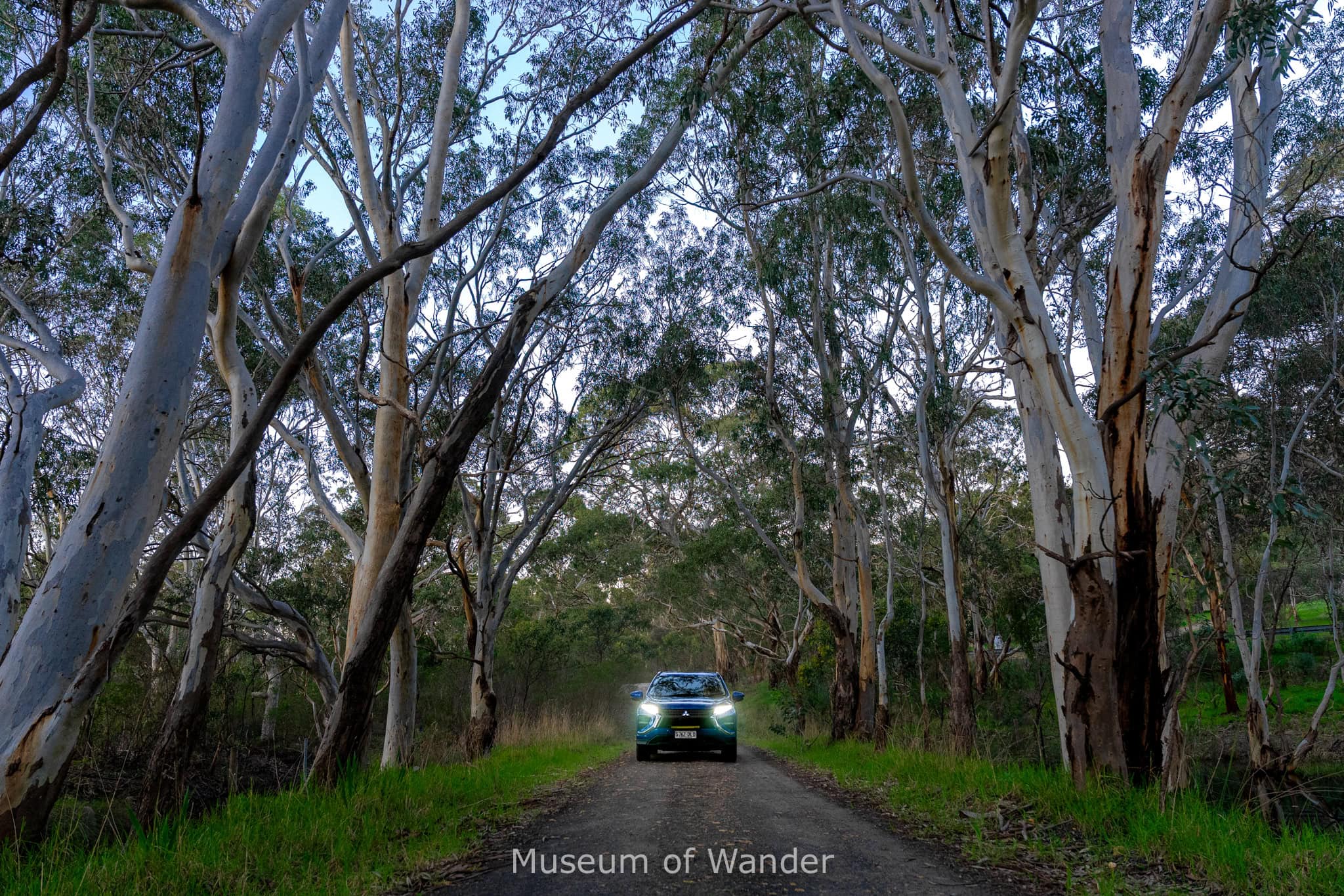 Our car on a dirt road flanked by large gum trees. It's late afternoon