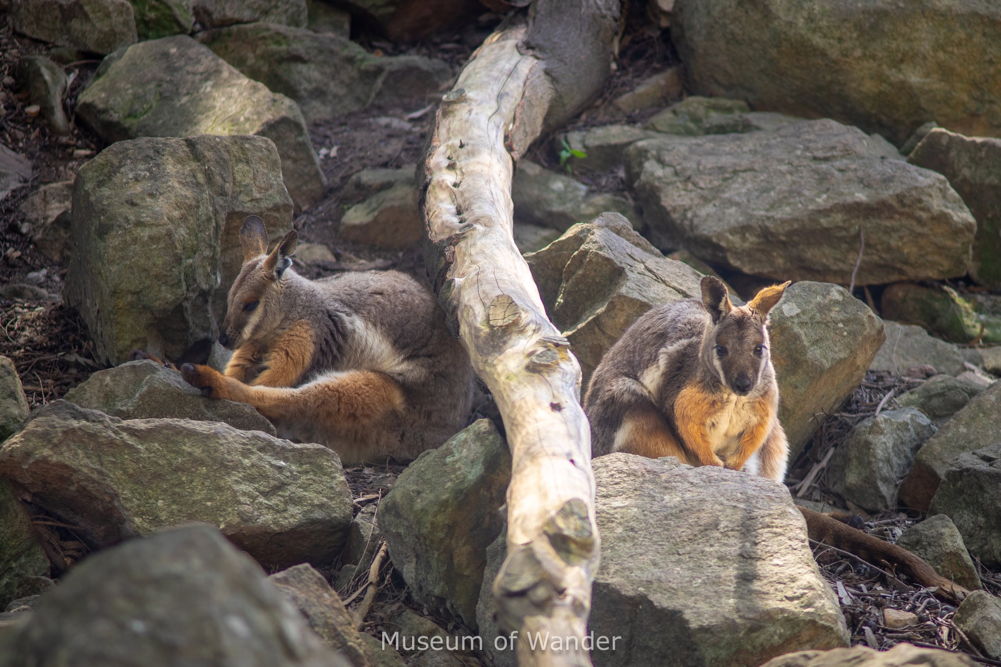 two yellow footed rock wallabies between rocks