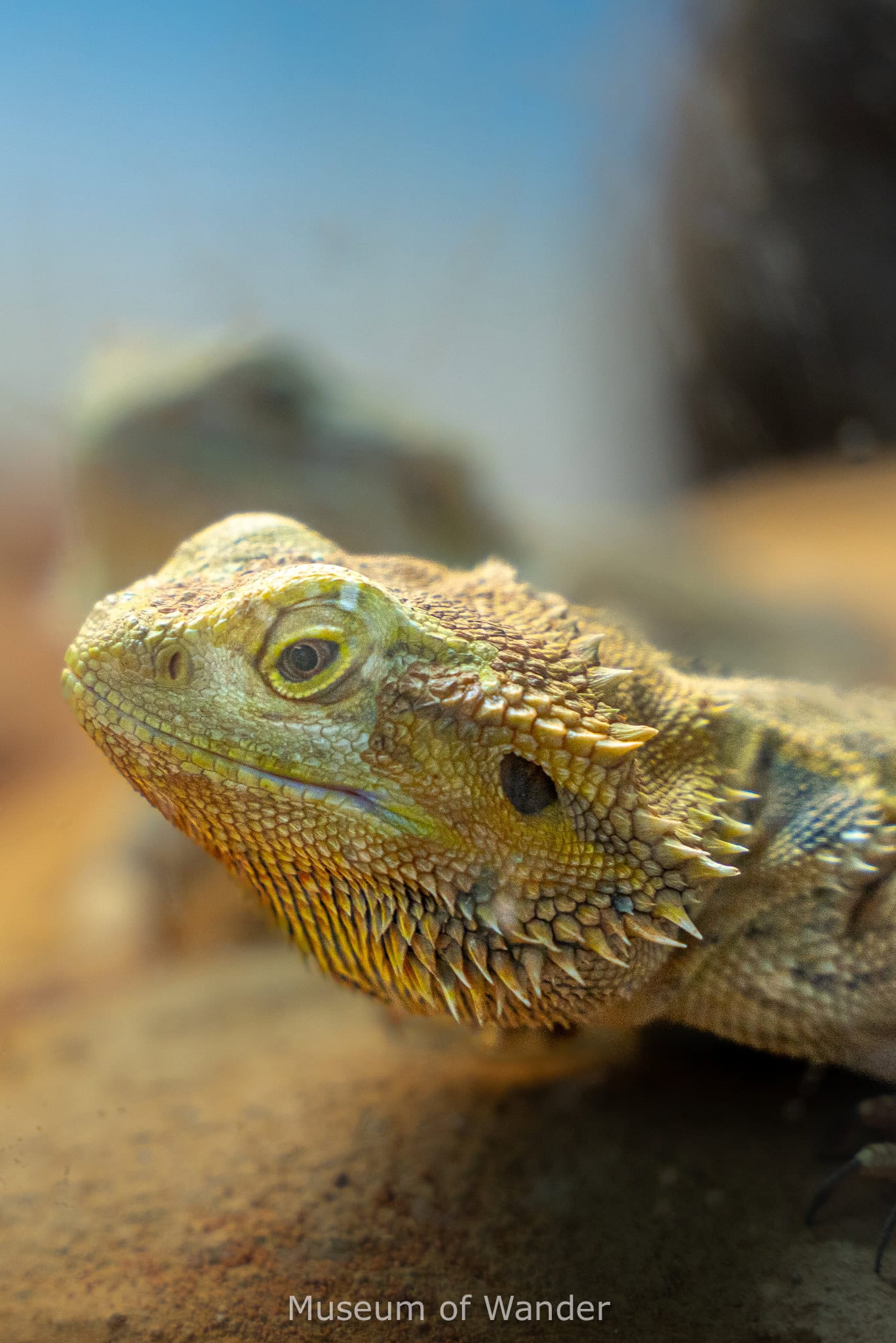 a close up of what looks like a bearded dragon