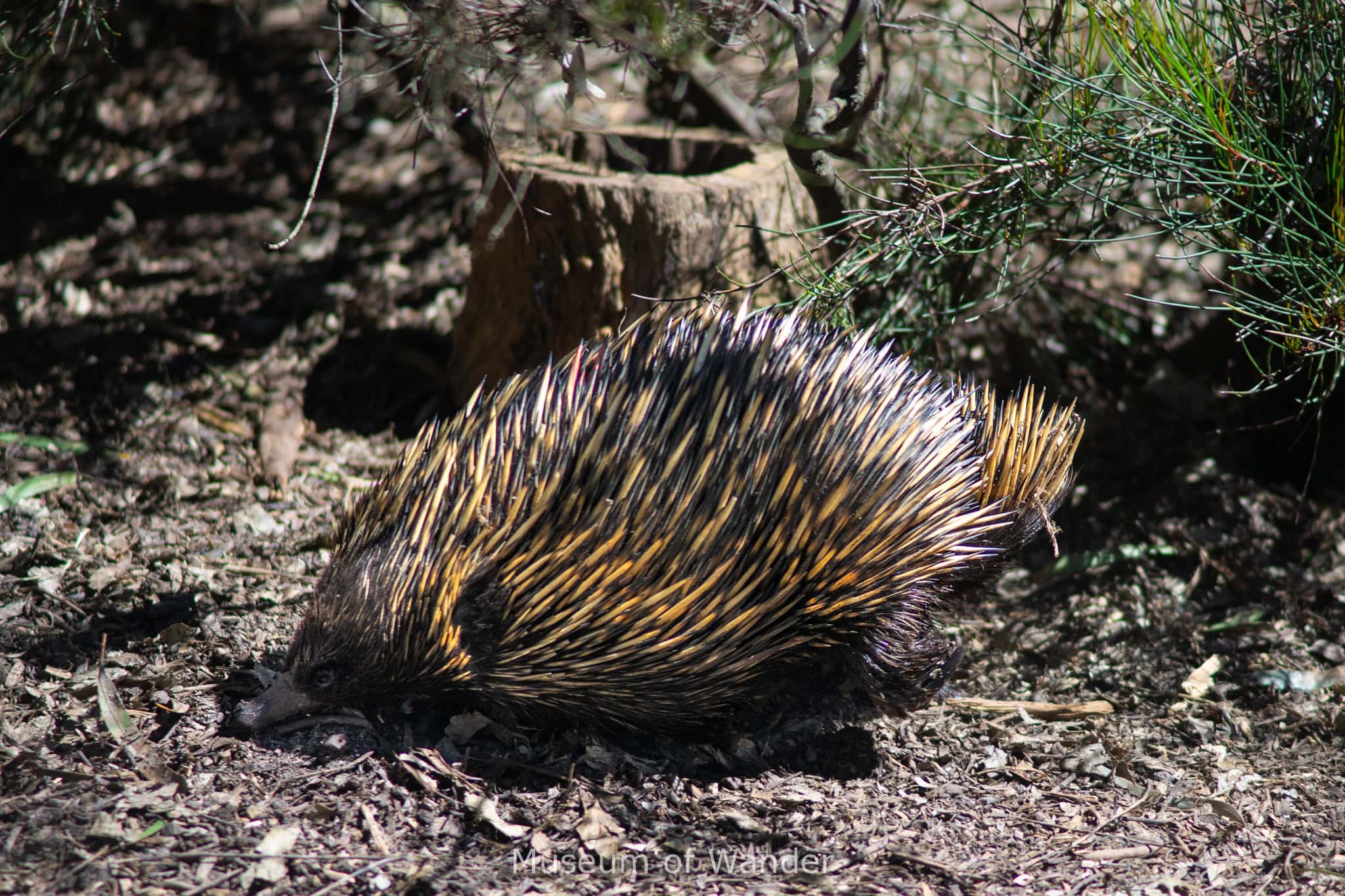 An echidna, a spiky Australian animal that reminds of a porcupine