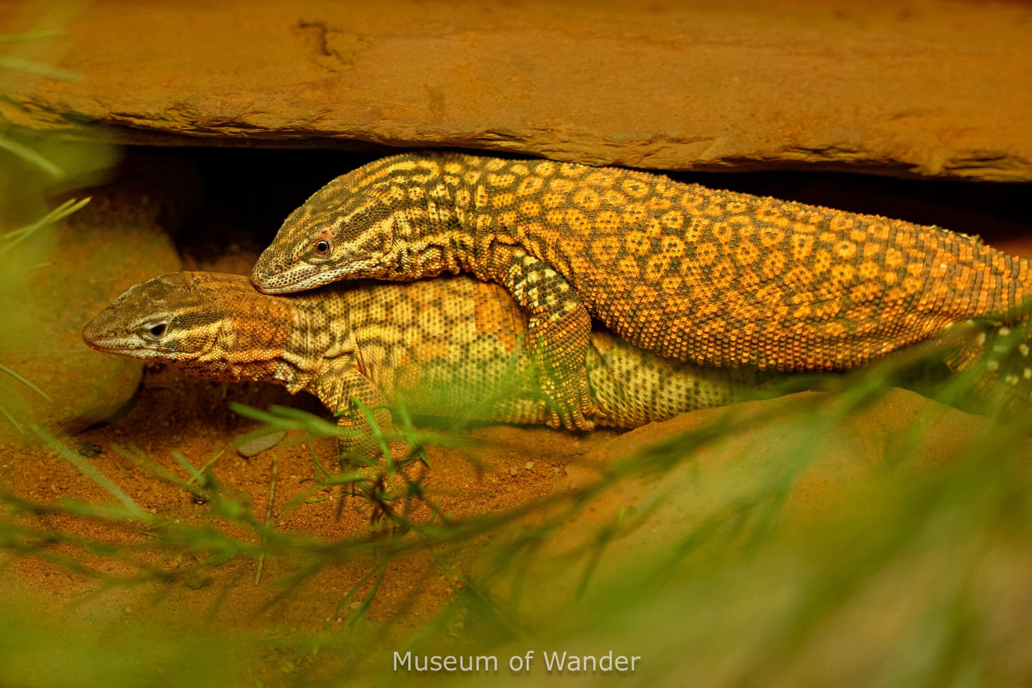 Two vividly patterned reptiles mating at Cleland Wildlife Park