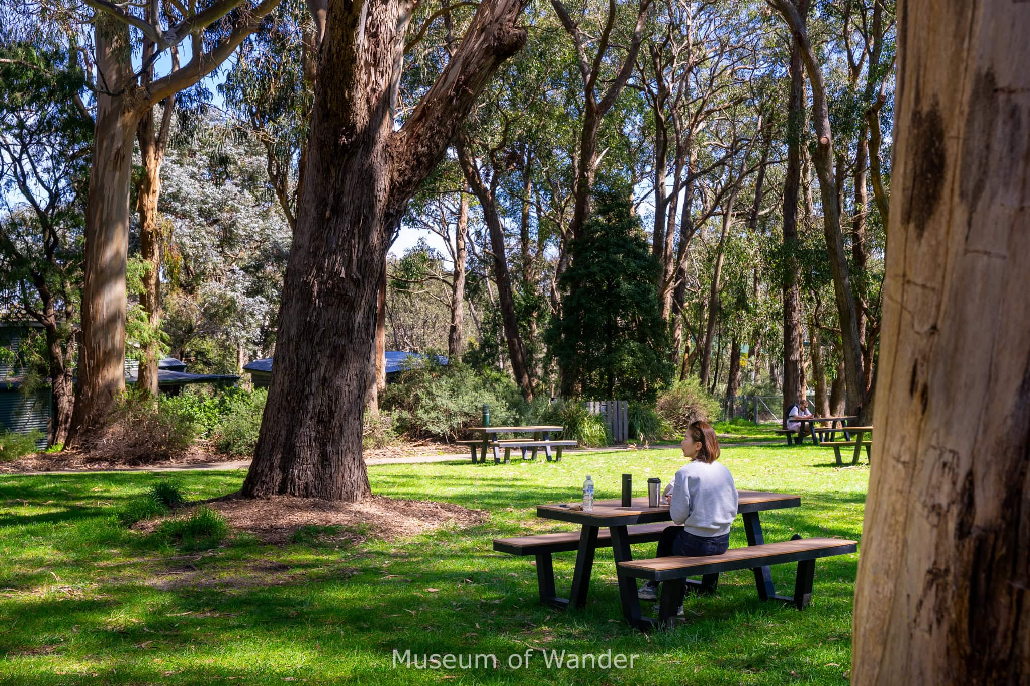 Jin sits at a picnic bench on the lawns under huge eucalyptus trees at Cleland Wildlife Park