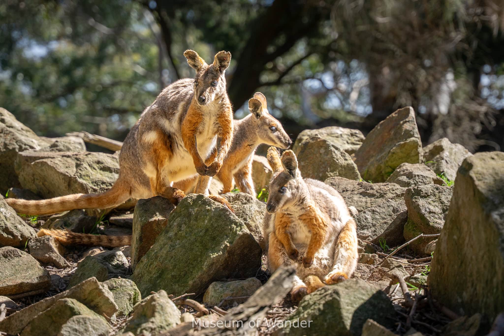 three yellow footed rock wallabies sit between rocks in the morning sun