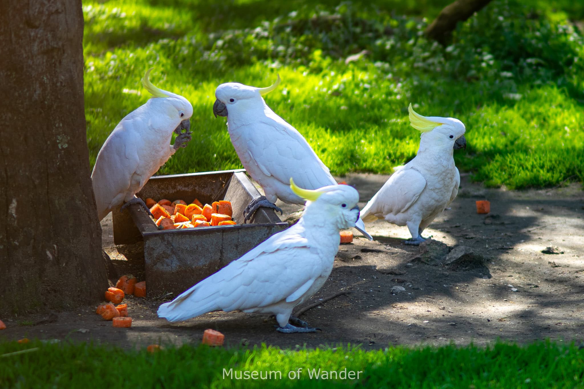four sulphur crested cockatoos eat carrots 