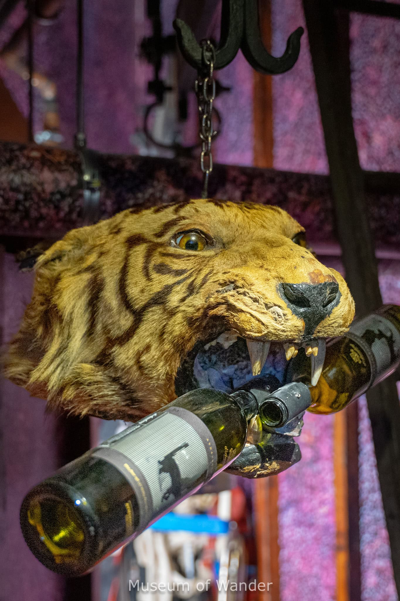 A stuffed tiger's head with two bottles of wine in its mouts that we saw at the Alternate Realities Museum at d'Arenberg cube in McLaren Vale