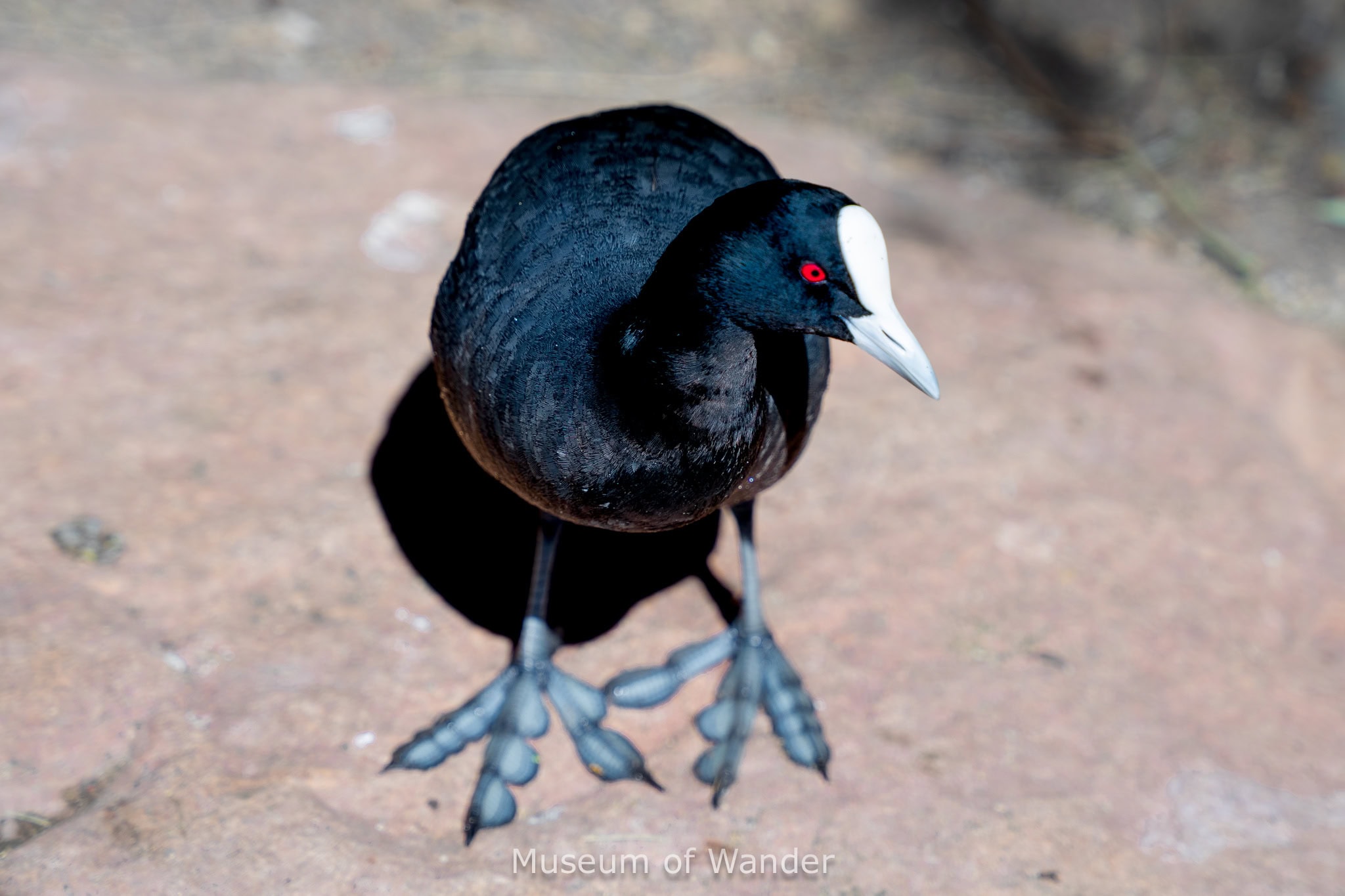 A pitch black Eurasian coot with bright red eyes and semi-webbed feet. It sure is a strange looking bird