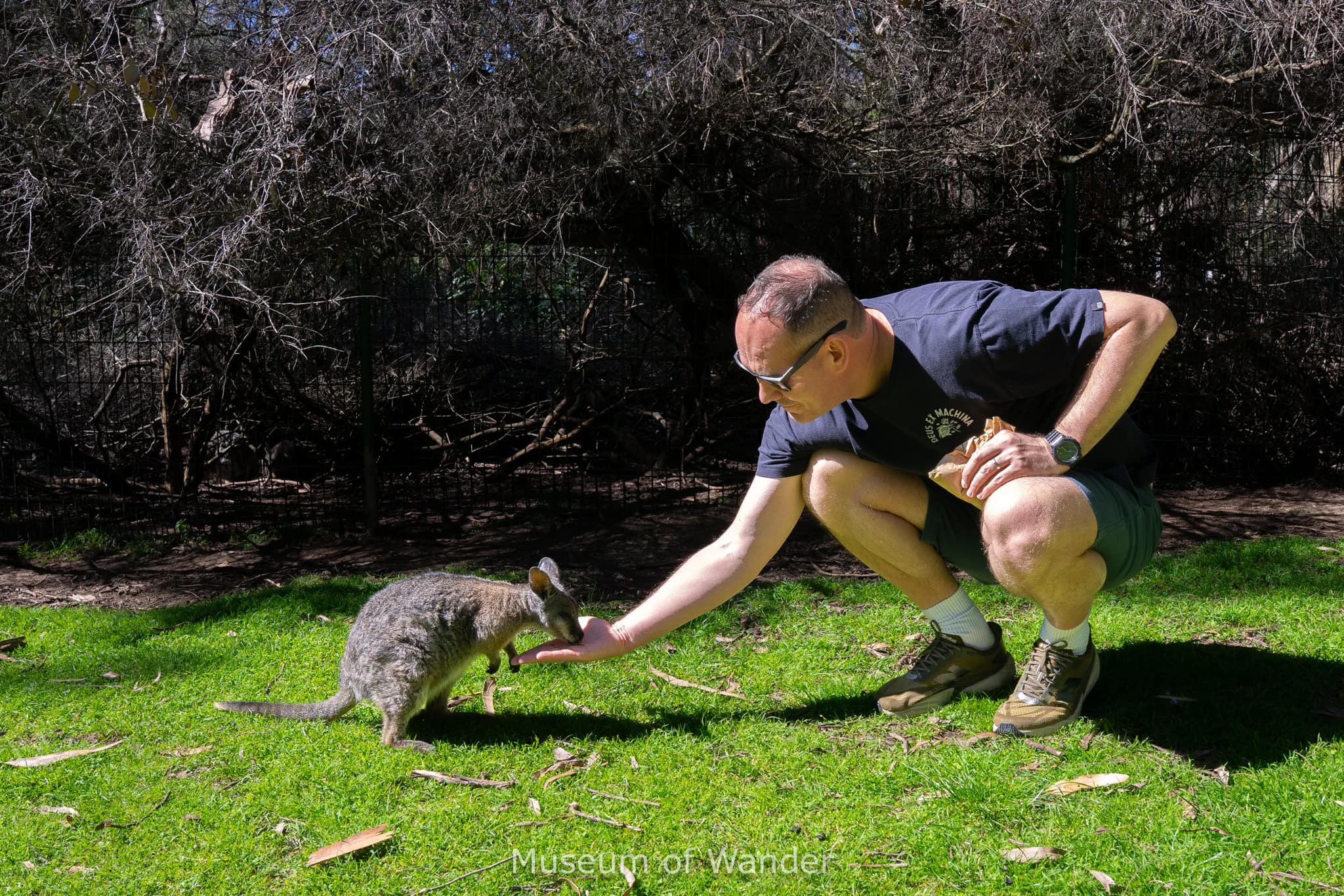 A curious potoroo eats from my hand at Cleland Wildlife Park just outside Adelaide, South Australia