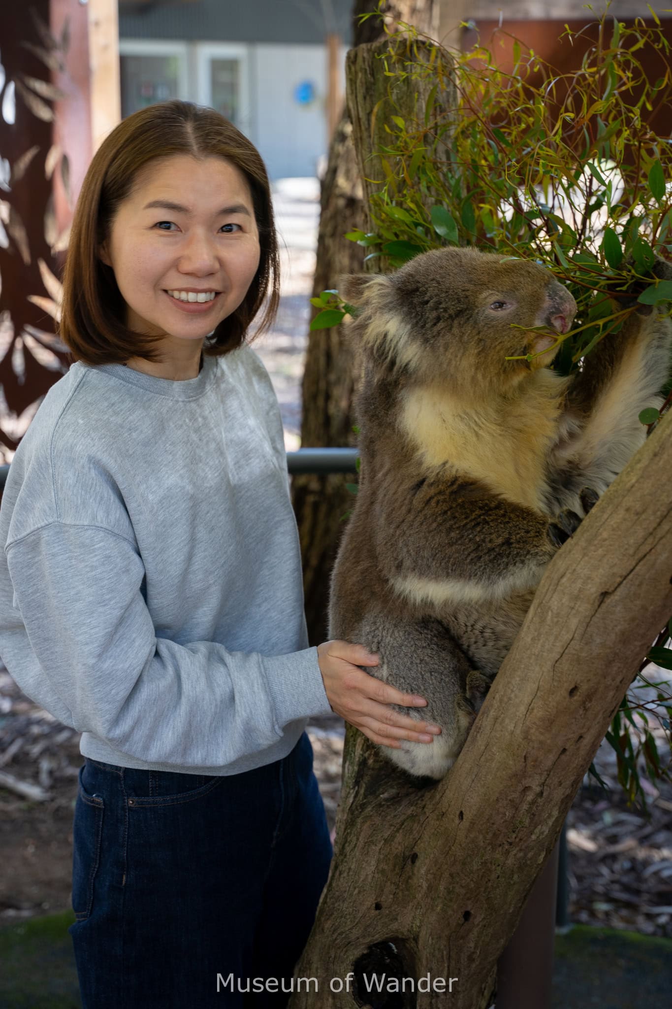 Jin poses with a koala at Cleland Koala Close Up experience 