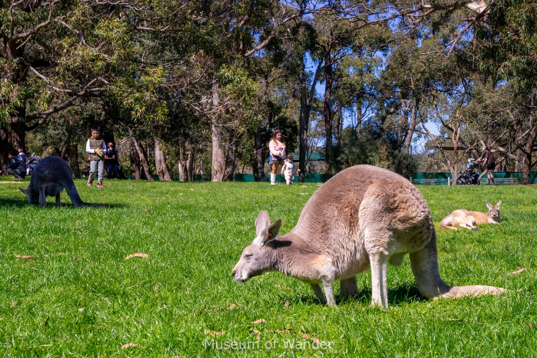 Large kangaroos on the lawn with families looking on behind them, Cleland Wildlife Park