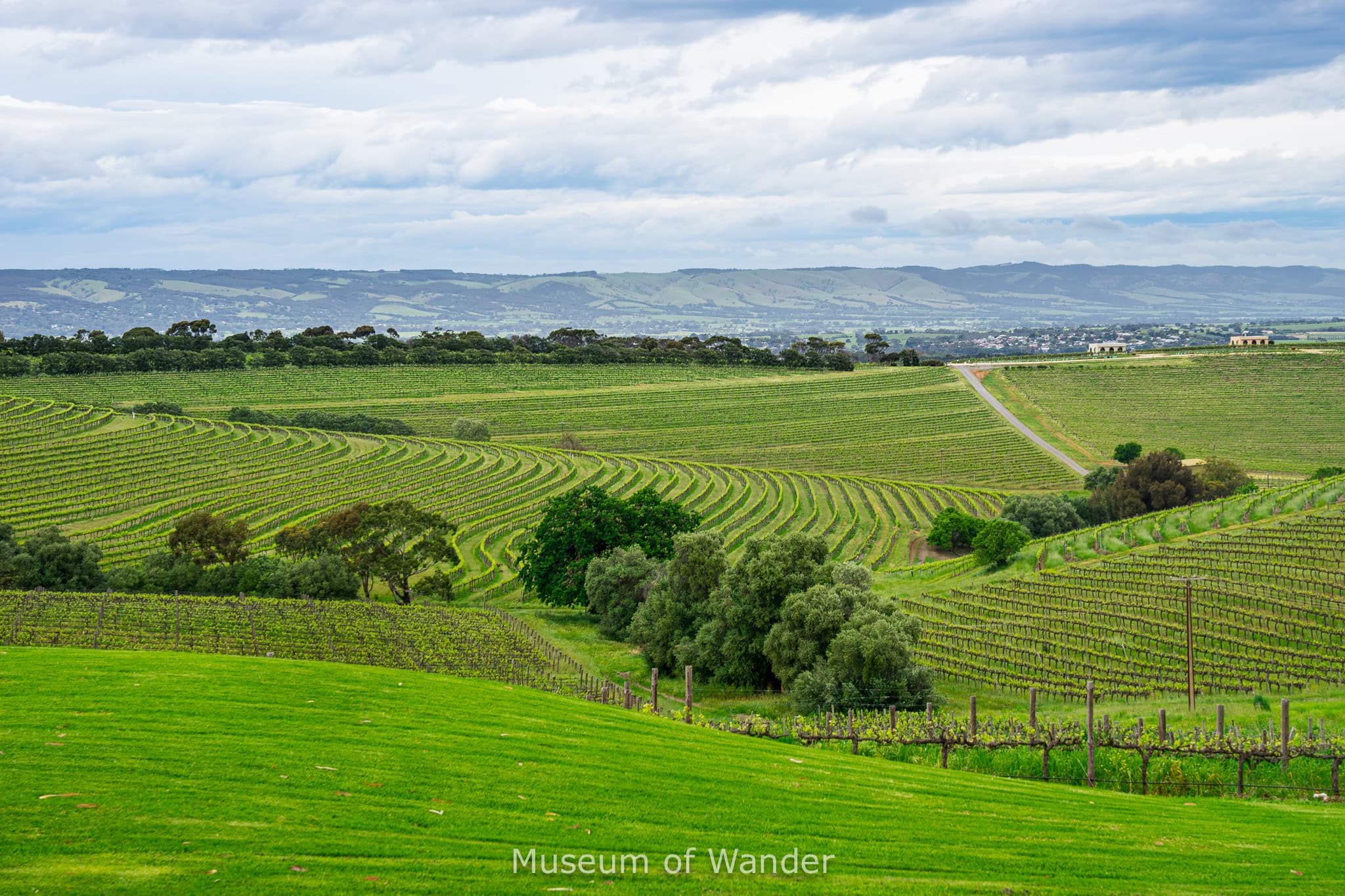 Landscape with winding rows of green vineyards in the foreground and rolling hills on the horizon, seen on our self drive day trip to McLaren vale