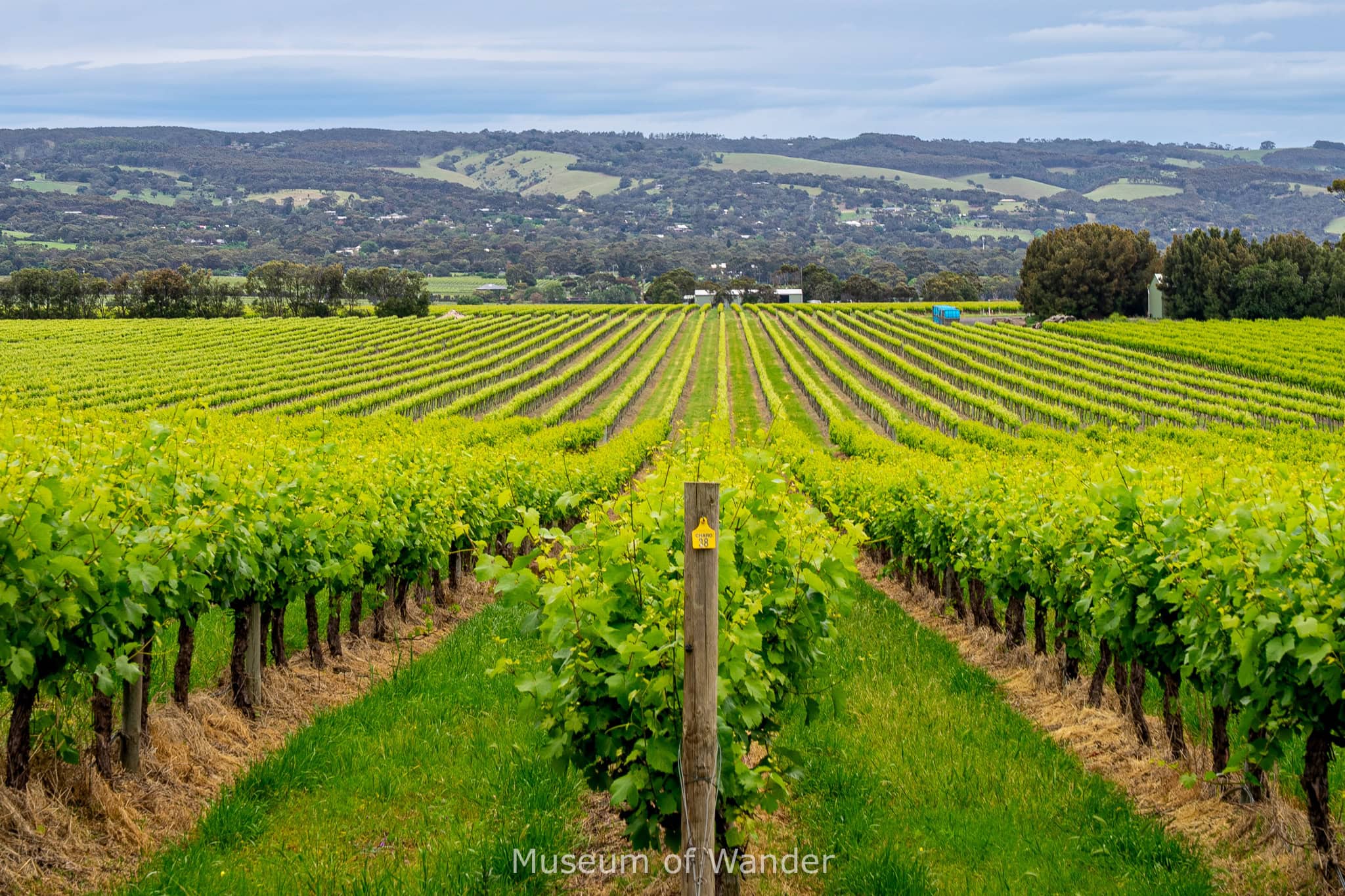 Rows of vines with bright green leaves in McLaren Vale with hills in the background, seen in early Spring