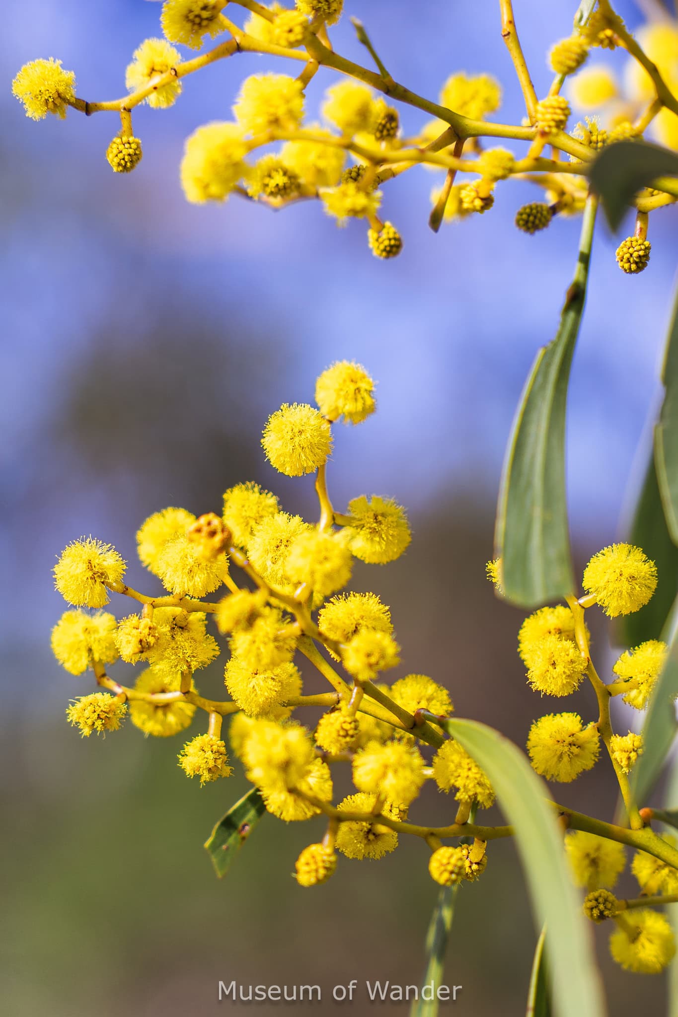 Bright yellow flowers growing on a native australian tree in the adelaide hills 