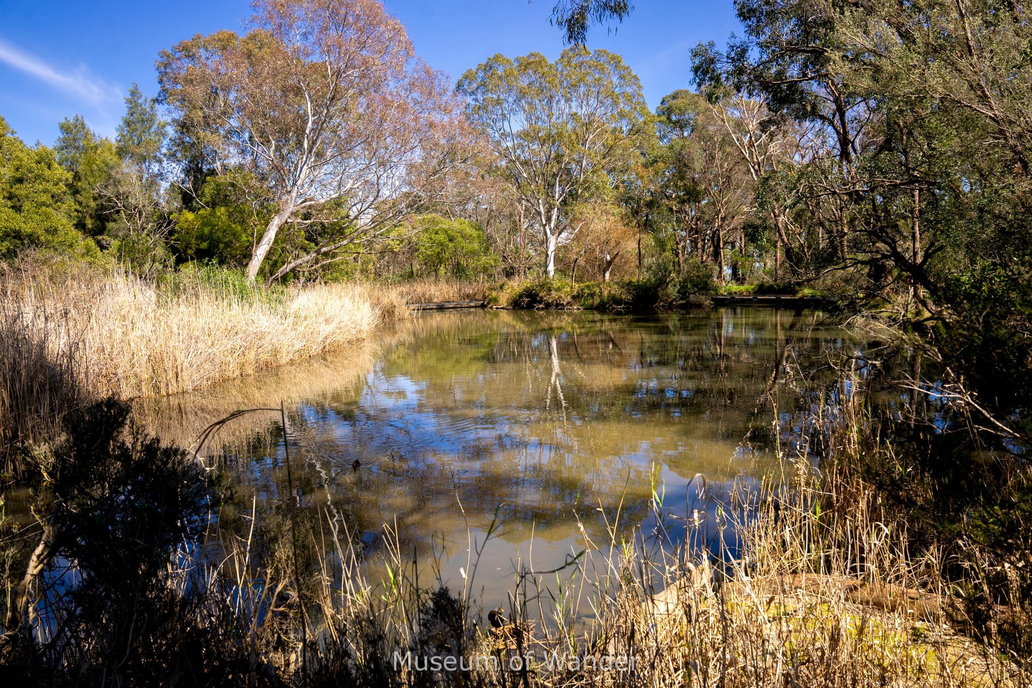 A large pond between reeds and eucalyptus trees inside Cleland Wildlife Park