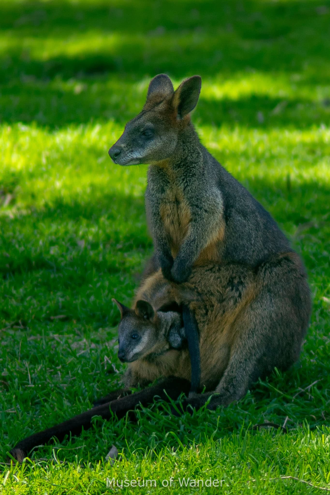 Cleland Wildlife park review